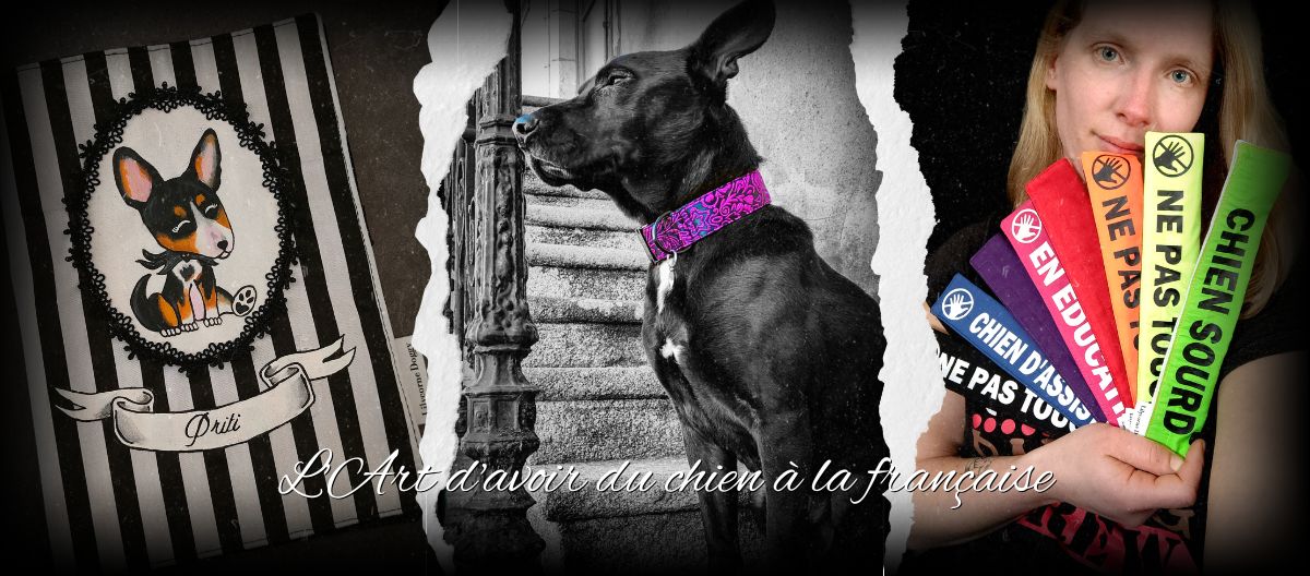 Accessoires pour chien personnalisé, peinture de chien kawaii sur le thème de Jack skellington et cani code pour chien en manchette de laisse. Exemple de texte canicode : ne pas troucher, chien d'assistance, ignorez moi, en éducation, chien sourd...