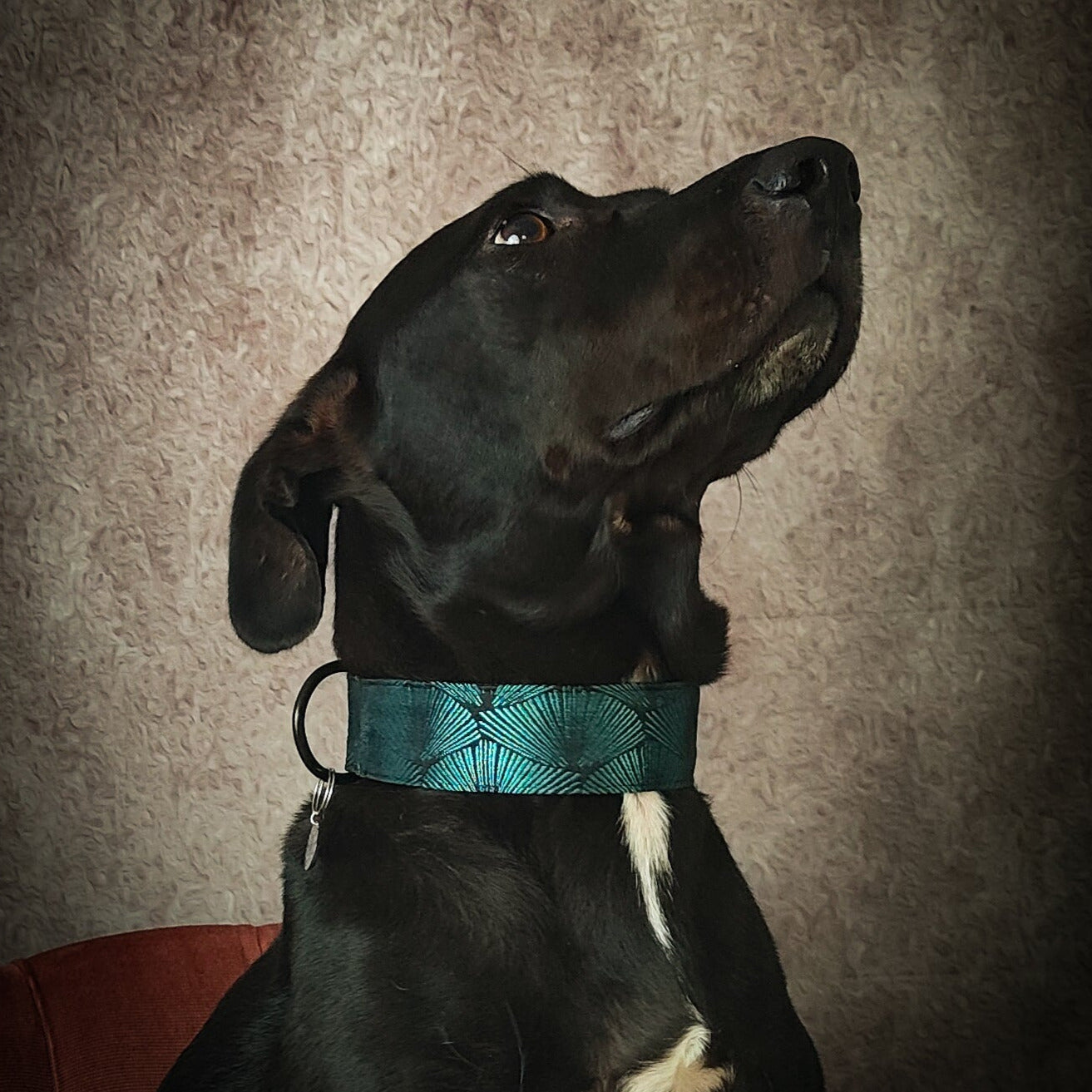 Collier pour chien : Ginkgo