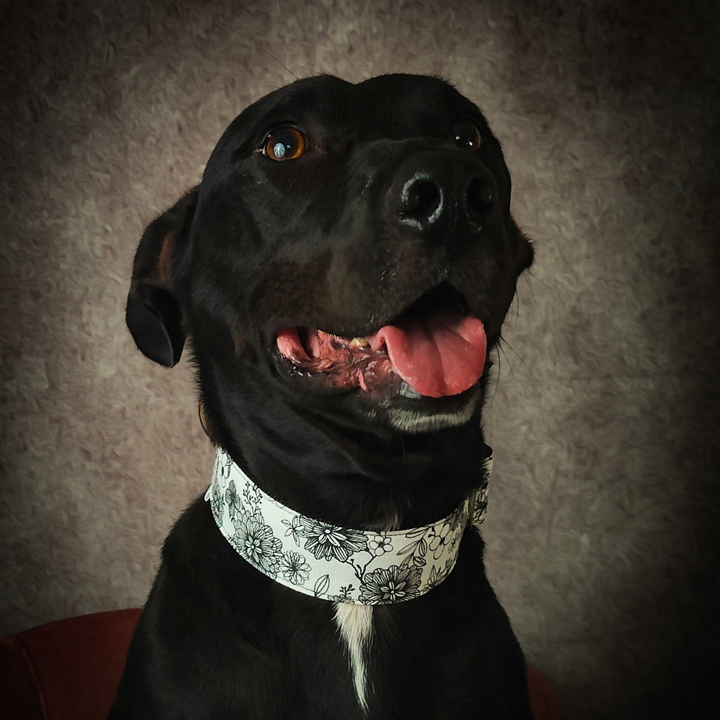 Collier pour chien pivoine noir et blanc
