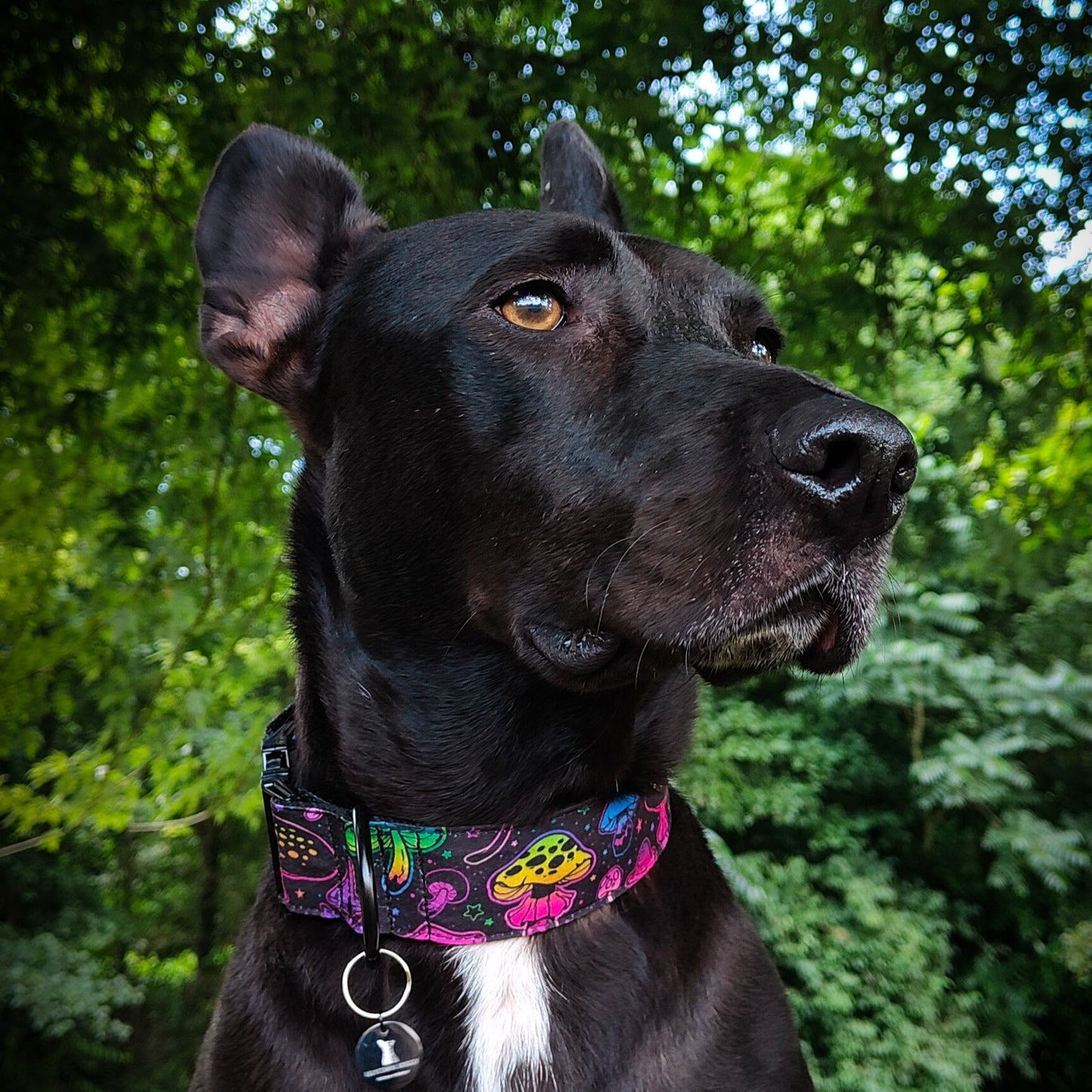 collier pour chien athypique avec des champignons hallucinogènes en motif