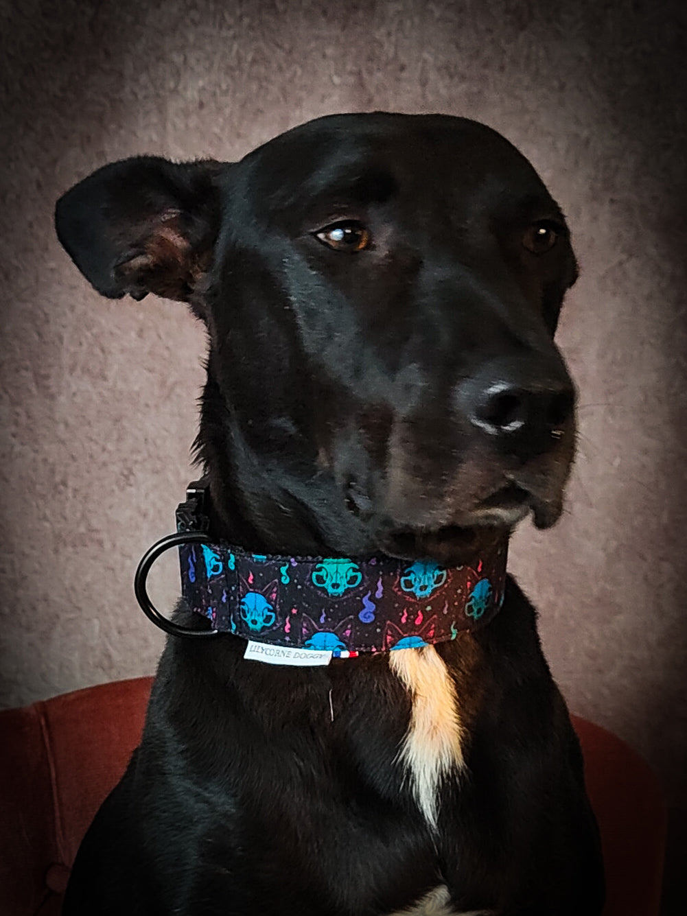 Collier pour chien atypique : Fenrir l'esprit du loup