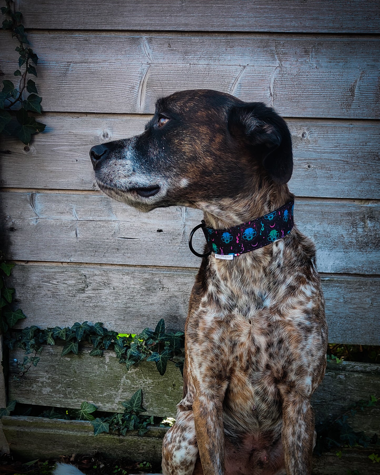 Collier pour chien atypique : Fenrir l'esprit du loup