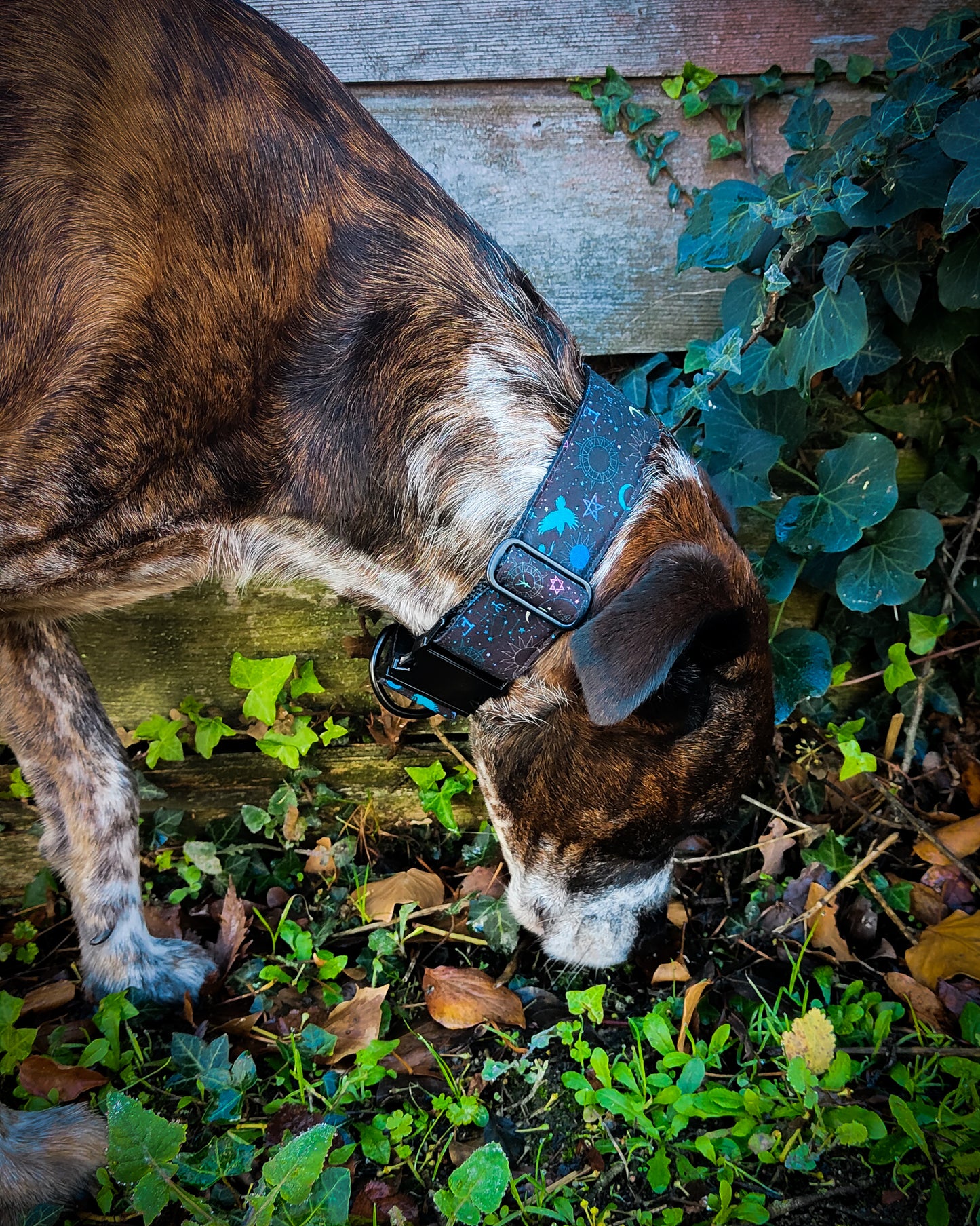 Collier pour chien atypique : L'Envol des Runes