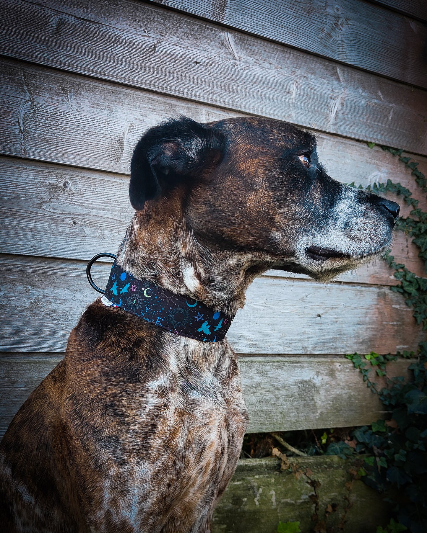 Collier pour chien atypique : L'Envol des Runes