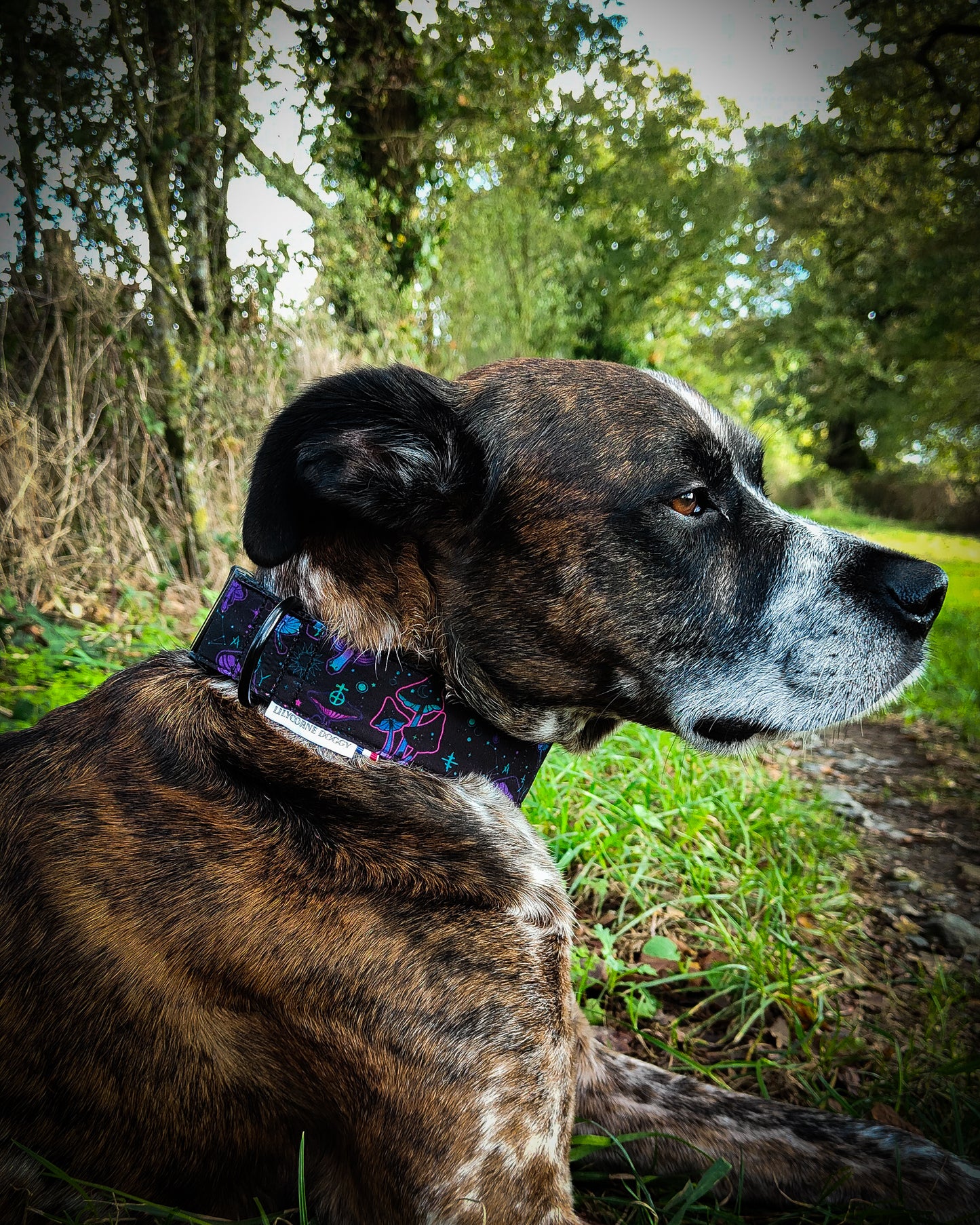 Collier pour chien atypique champignons cosmiques