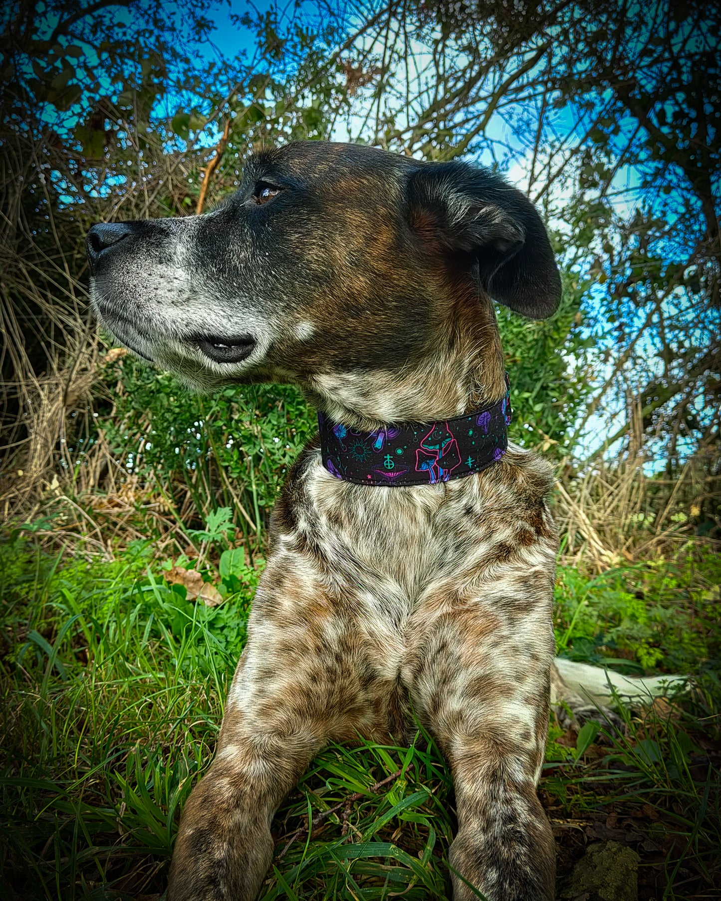 Collier pour chien atypique champignons cosmiques