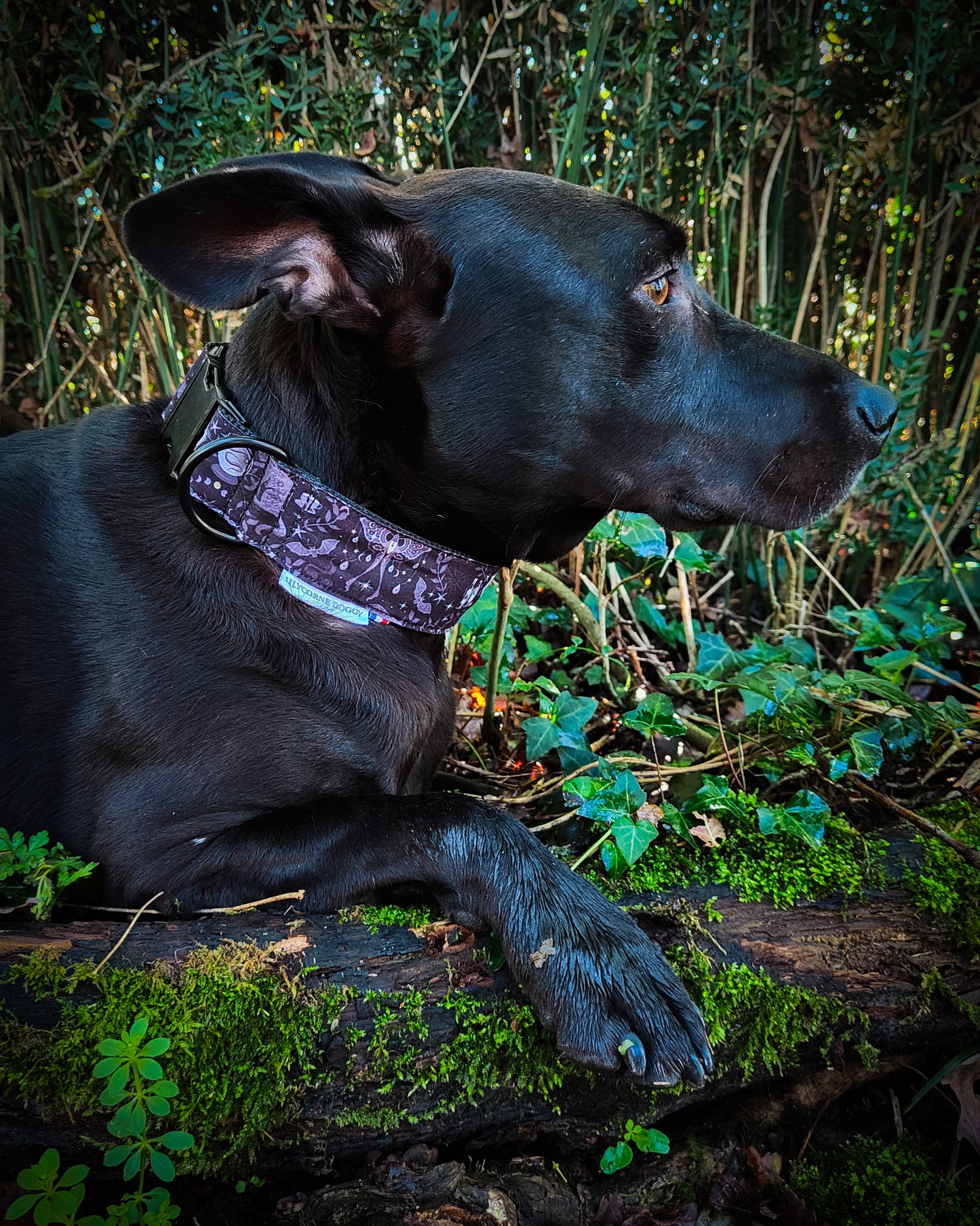 Collier pour chien atypique : Magie et Sortilèges