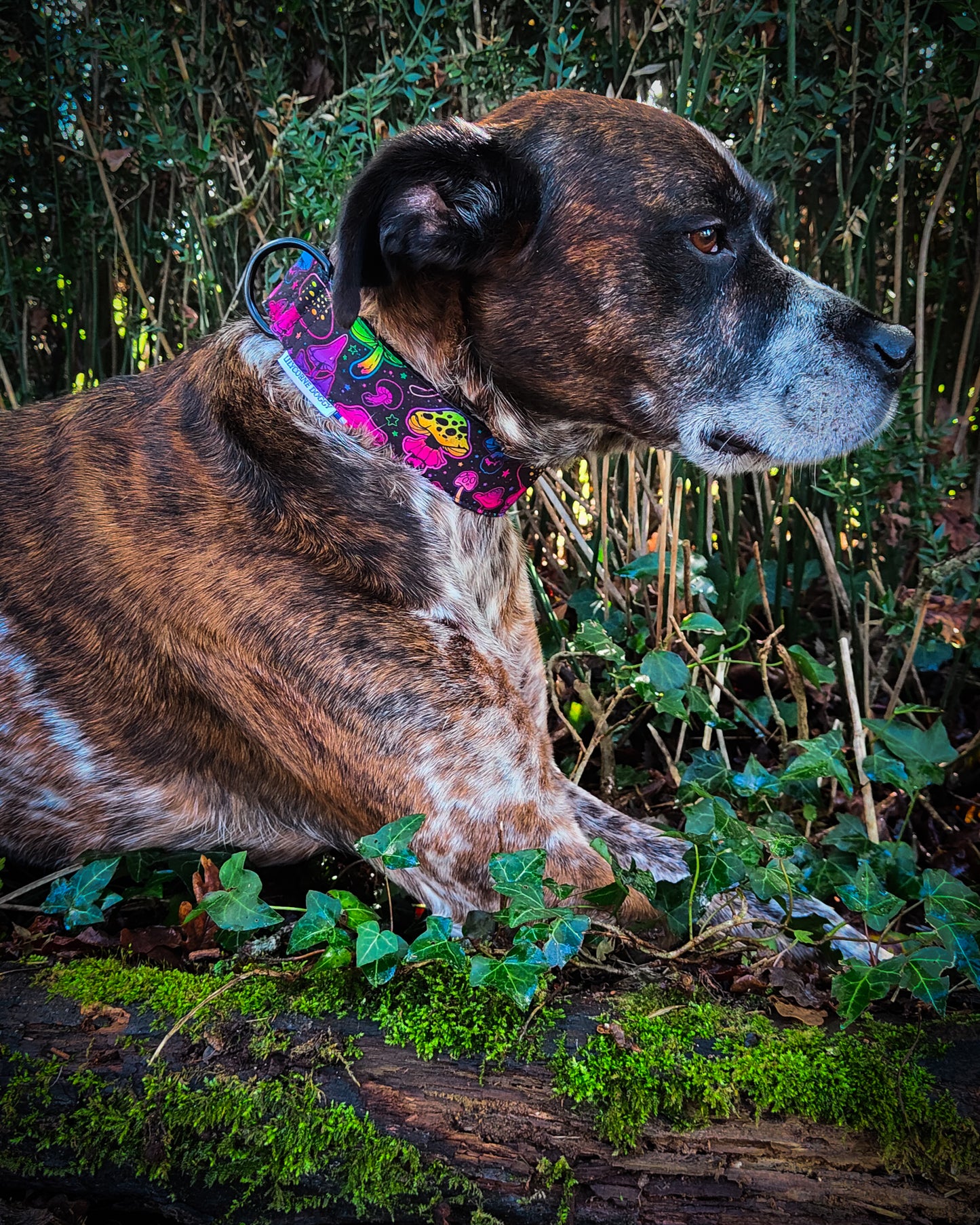 Collier pour chien atypique champignons fluos
