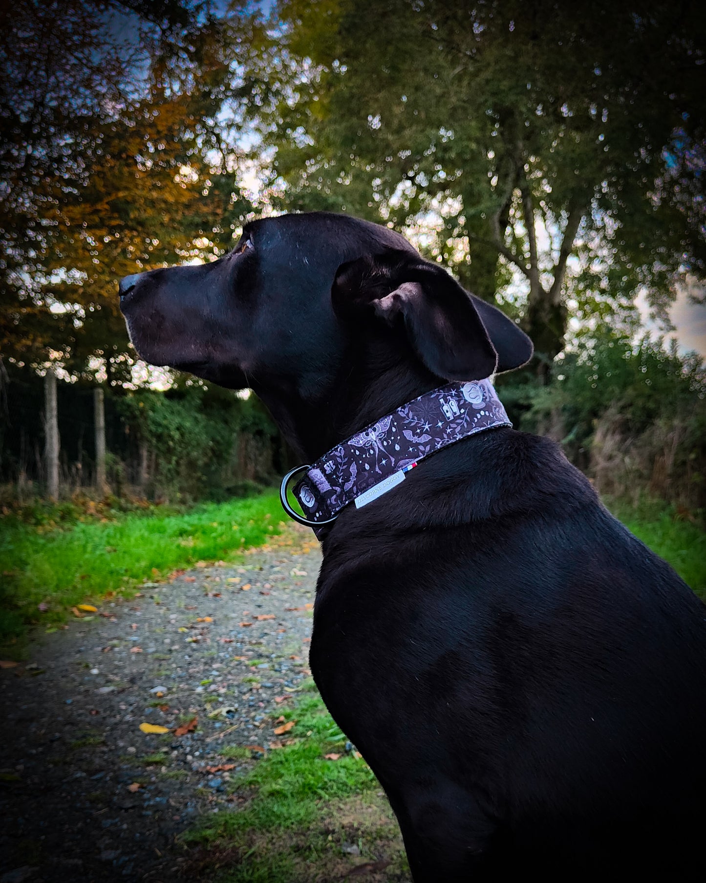 Collier pour chien atypique : Magie et Sortilèges