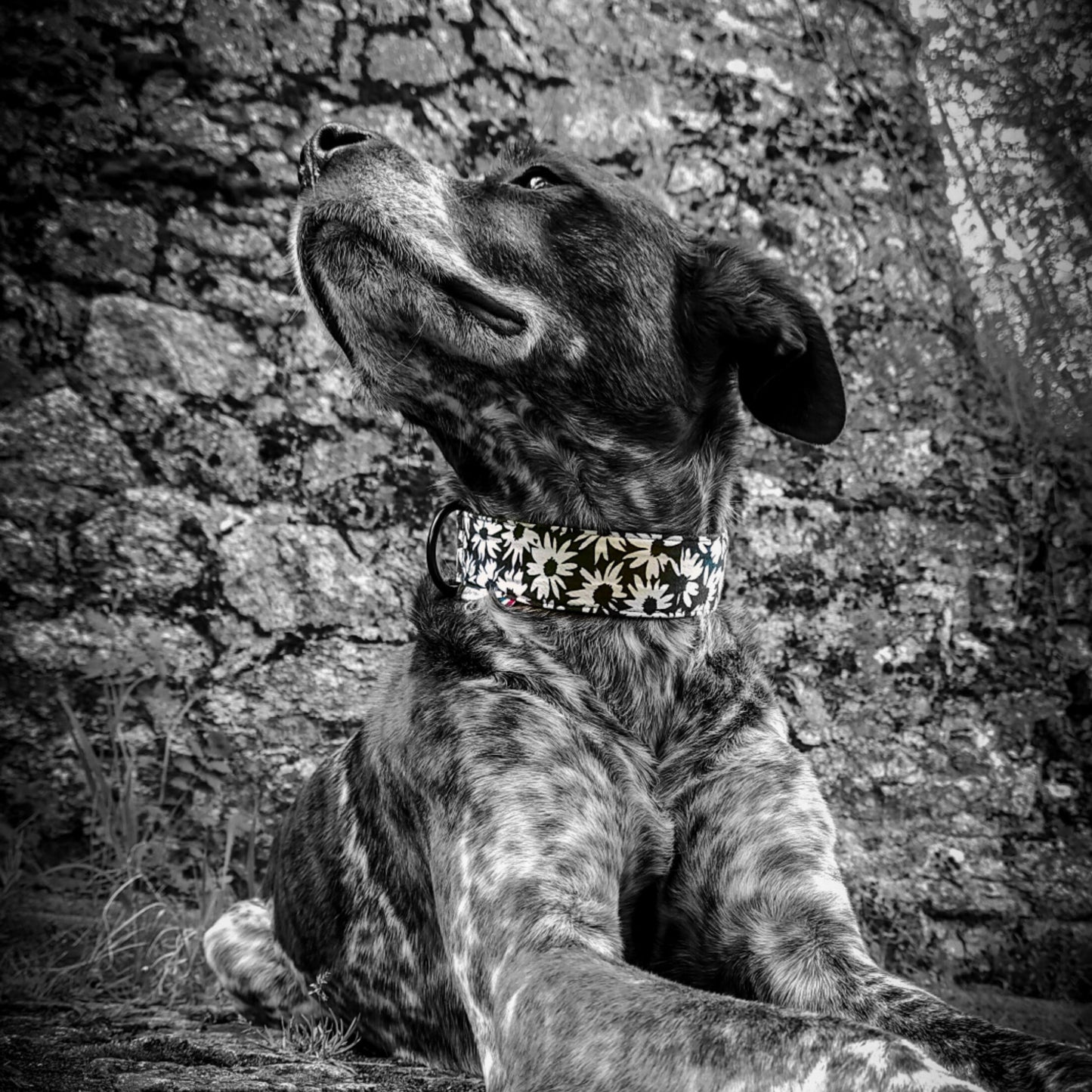 Collier pour chien fait main motif à fleurs. Le tissu comporte des marguerite blanche sur fond noir pour un look black & White irresistible. Le chien qui porte le collier est un staff croisé. La photo est en noir et blanc