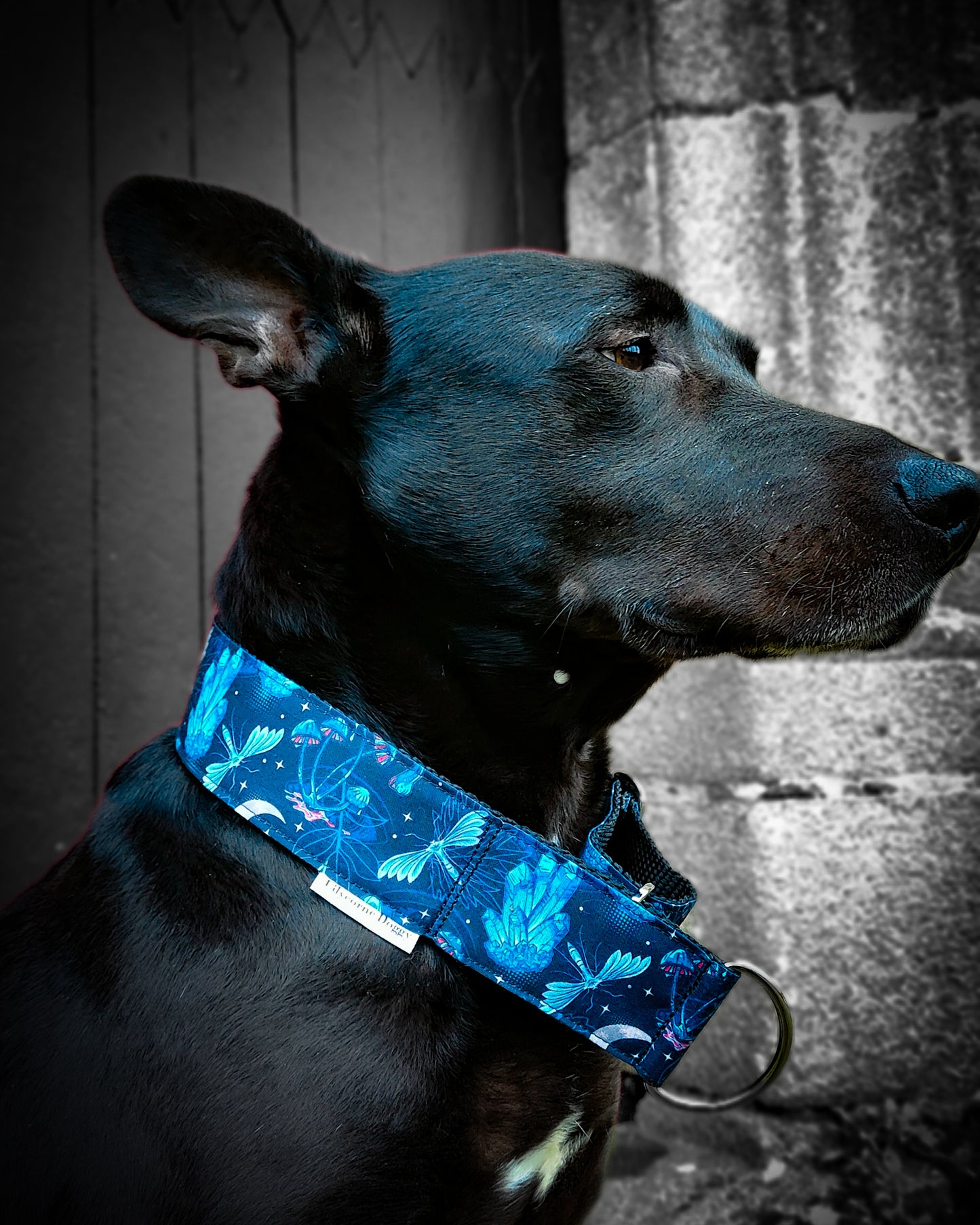 Collier pour chien - Azur