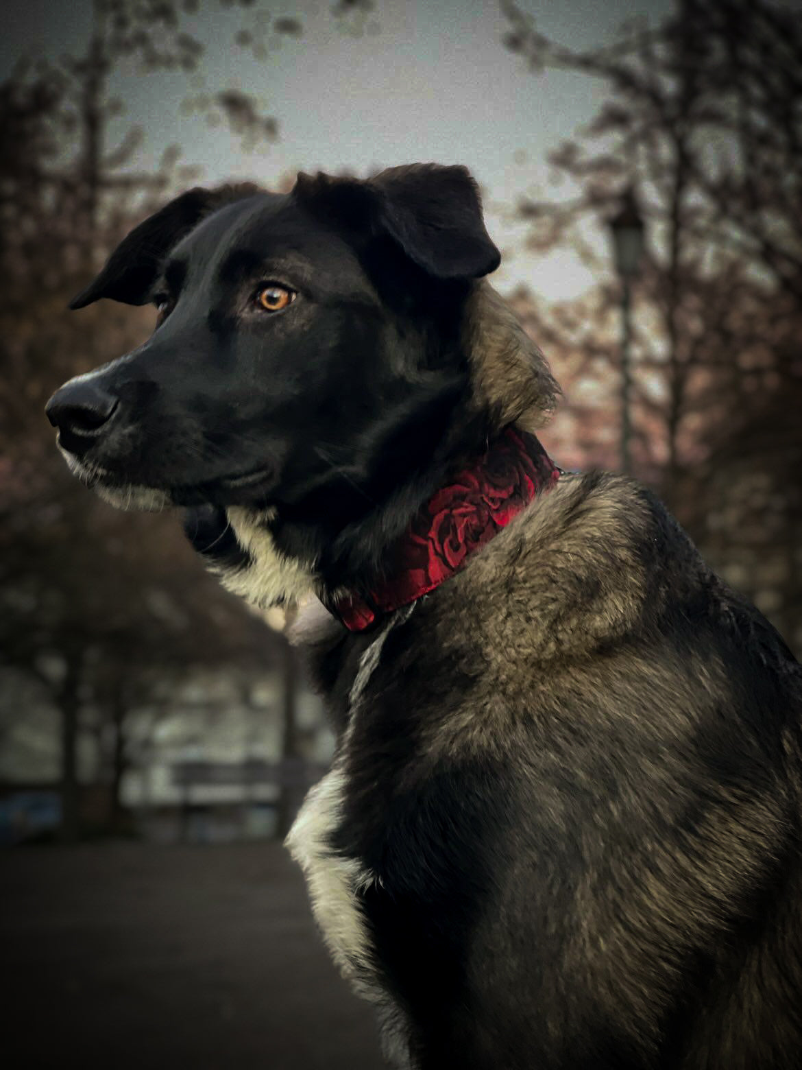 Collier pour chien : Darkness