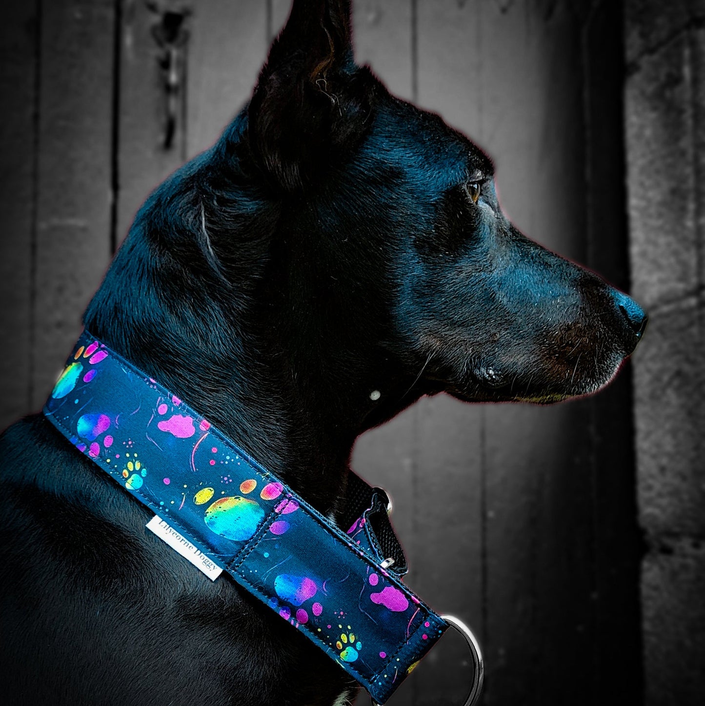 Collier pour chien - Memories
