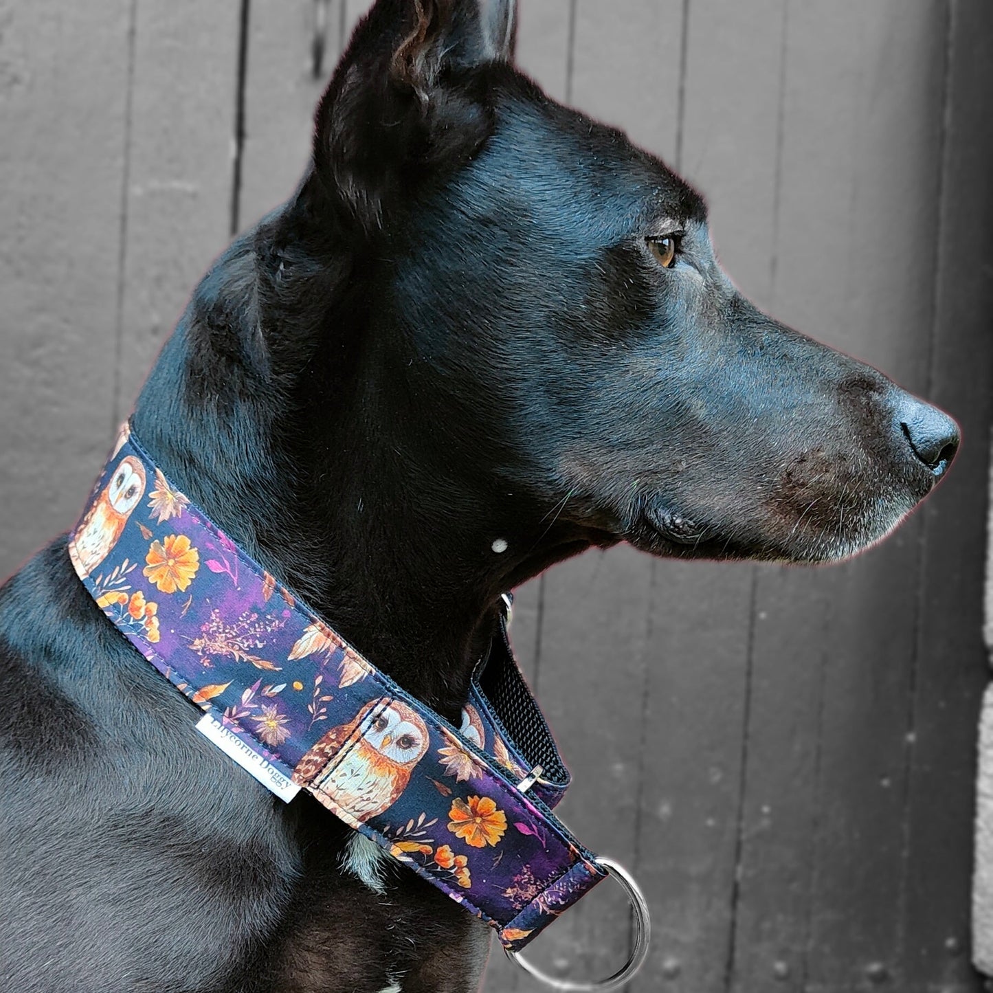 Collier pour chien - Nyra