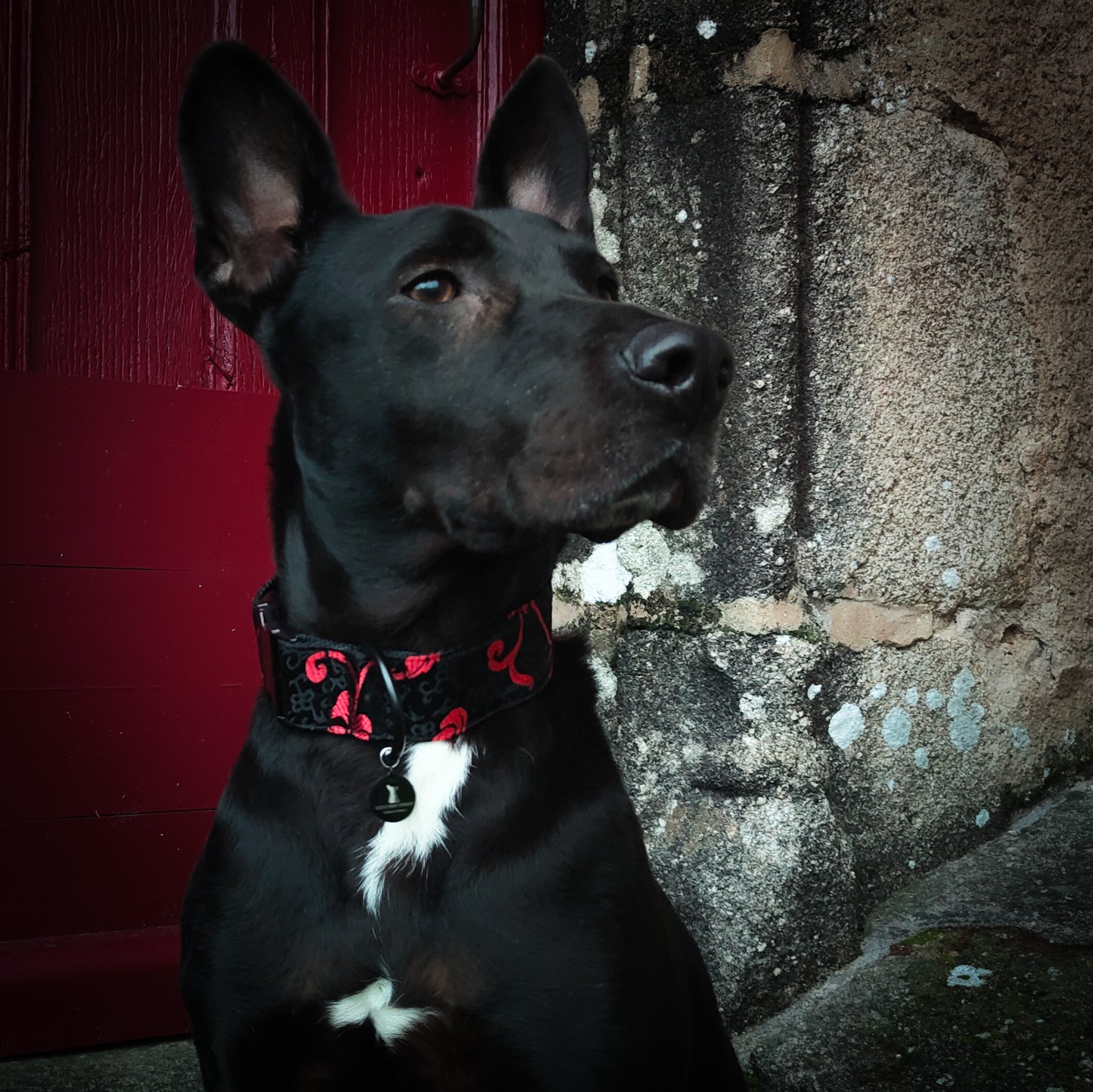 Collier pour chien : Adélaïde