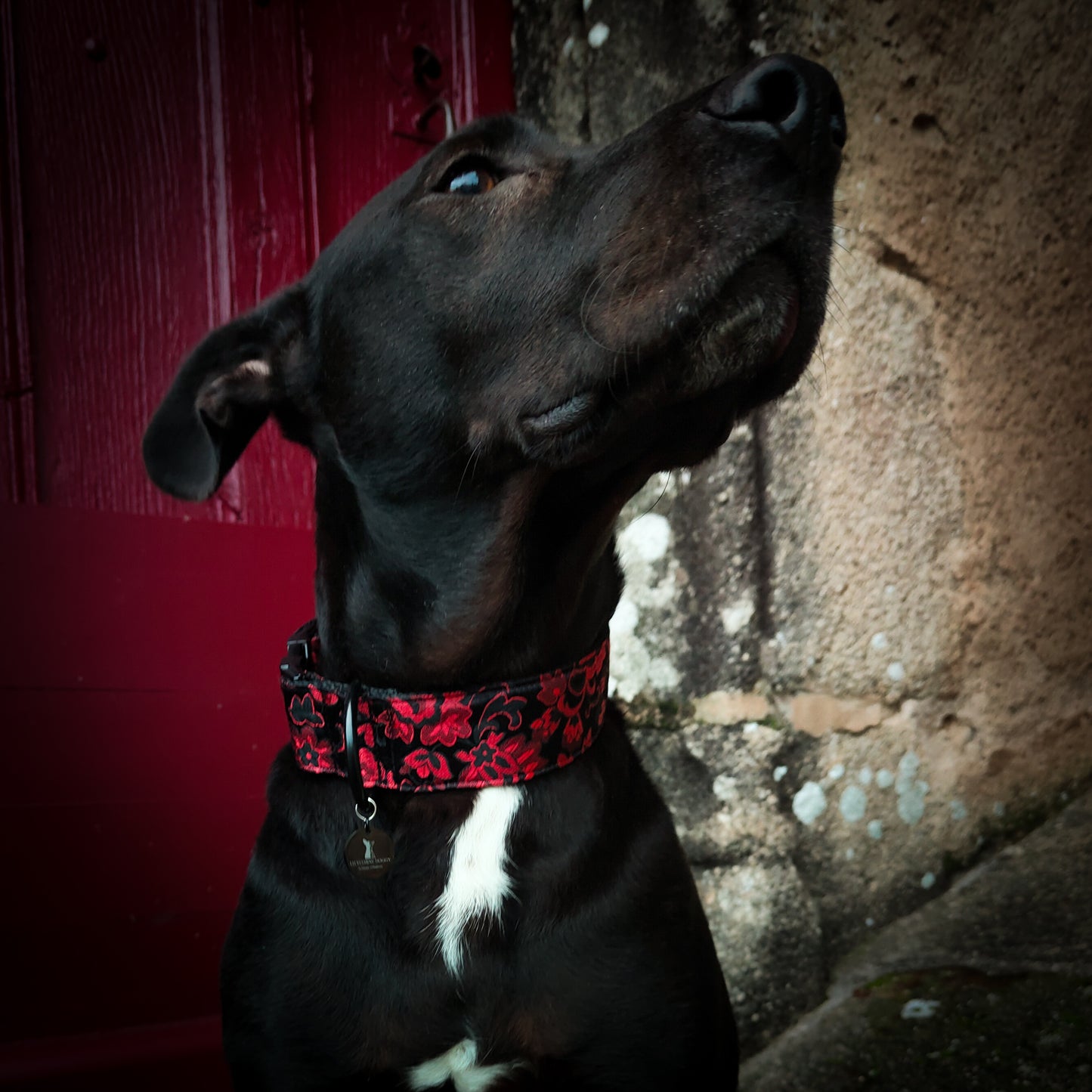 Collier pour chien : Nellie