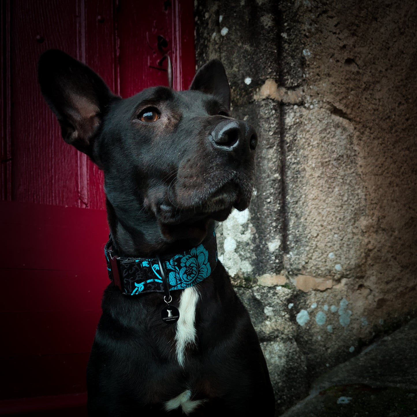 Collier pour chien : Adélaïde