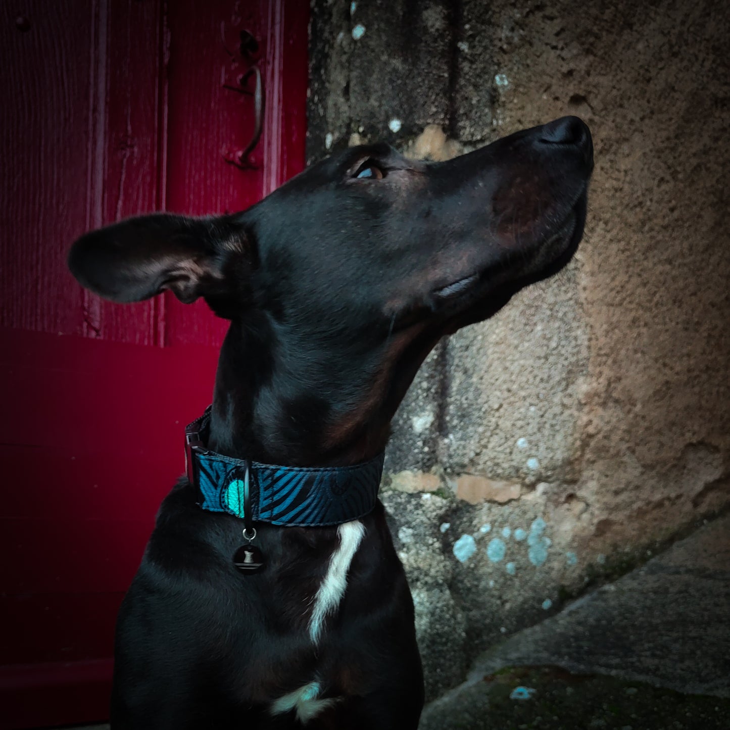 Collier pour chien : Douglas