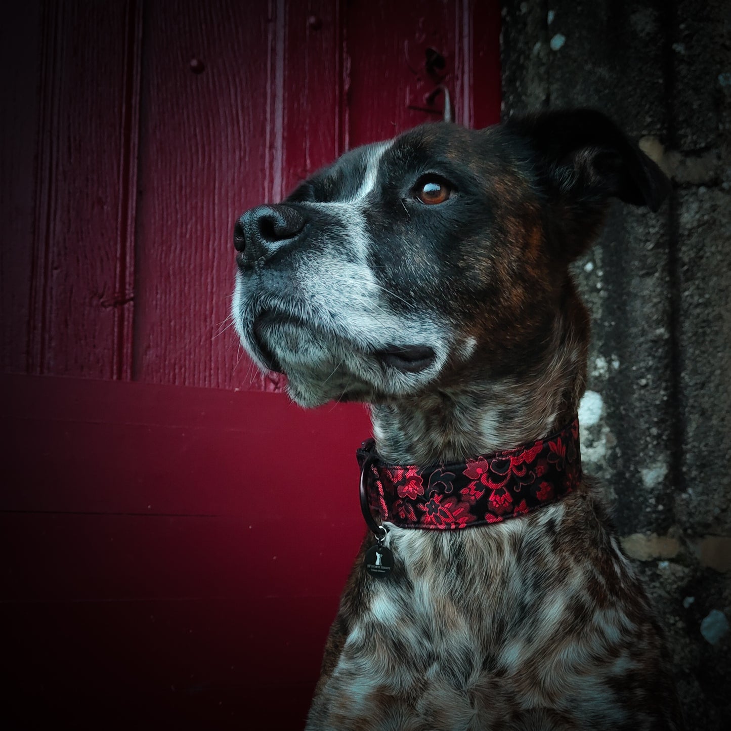 Collier pour chien : Nellie