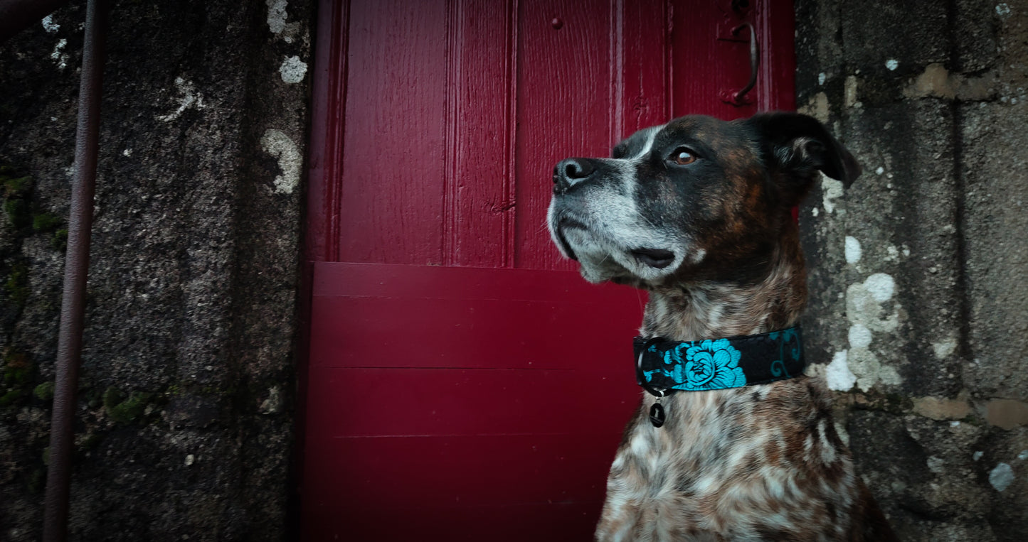 Collier pour chien : Adélaïde