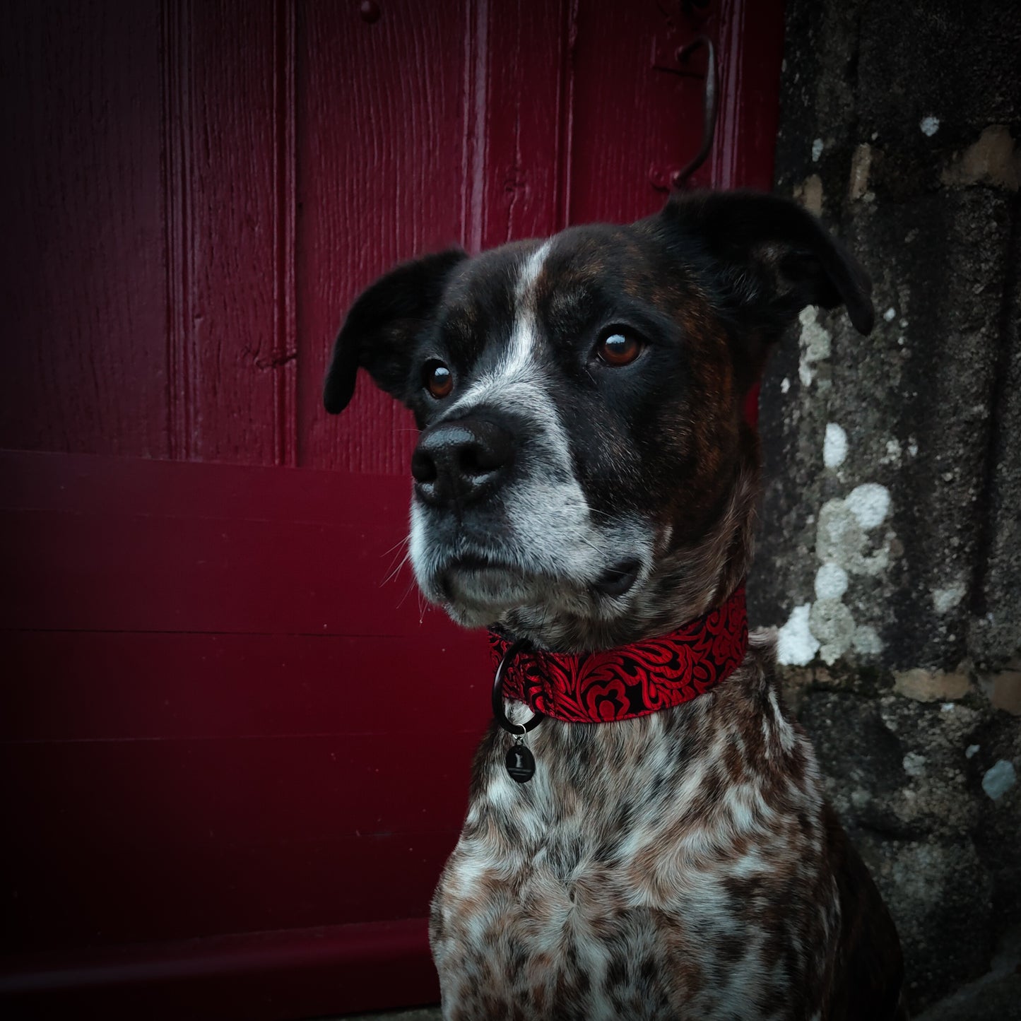 Collier pour chien : Alice