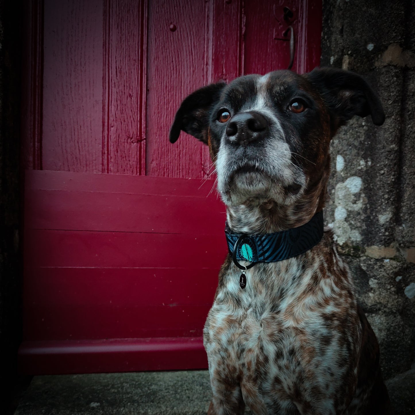 Collier pour chien : Douglas