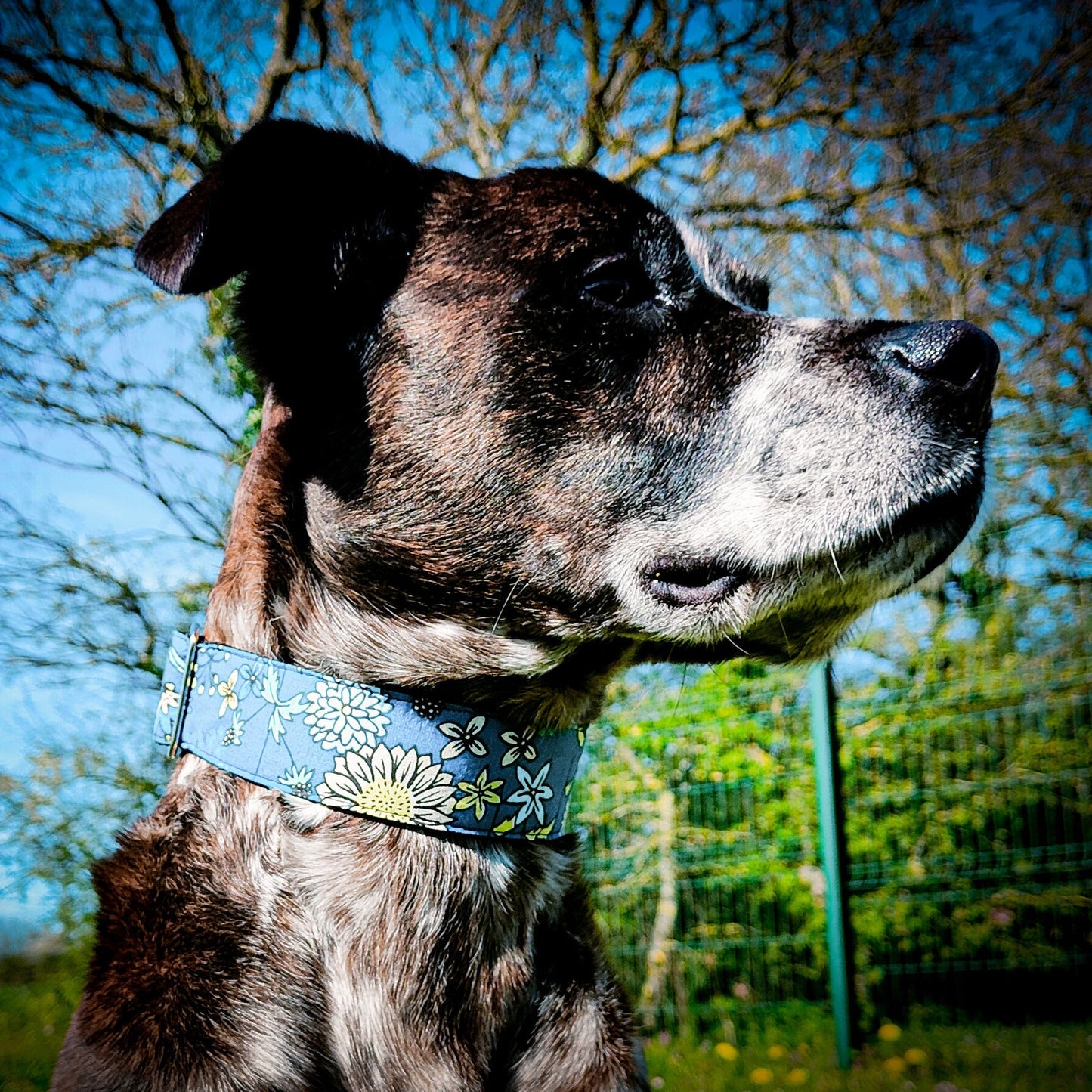 chien type staff qui porte un collier pour chien de la marque lilycorne doggy avec un motif frais printanier de la gamme printemps. Il est bleu canard ou turquoise avec des fleurs dessiné dessus. Un motif idéal pour des balades en ville ou en campagne.