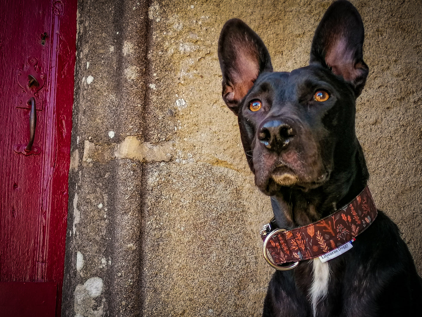 Collier pour chien : feuilles cuivrées
