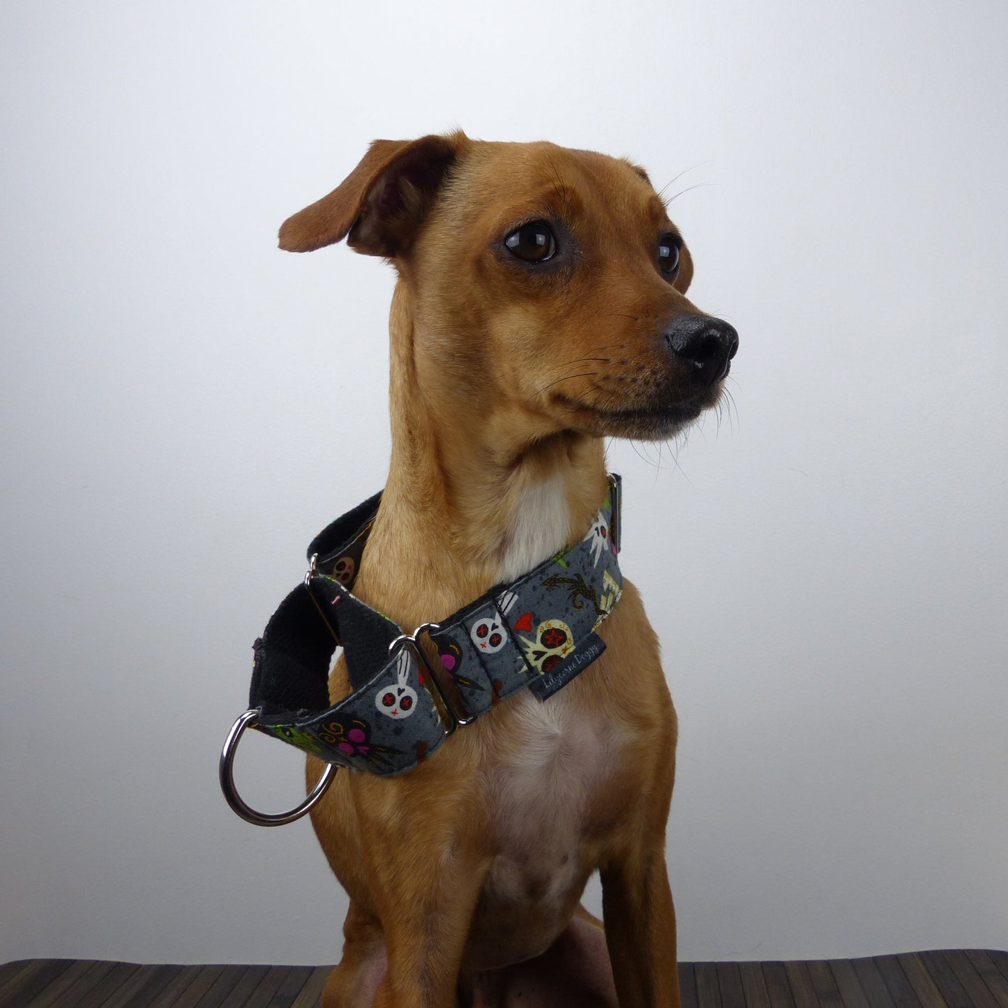 collier-laisse-chien-tete de mort