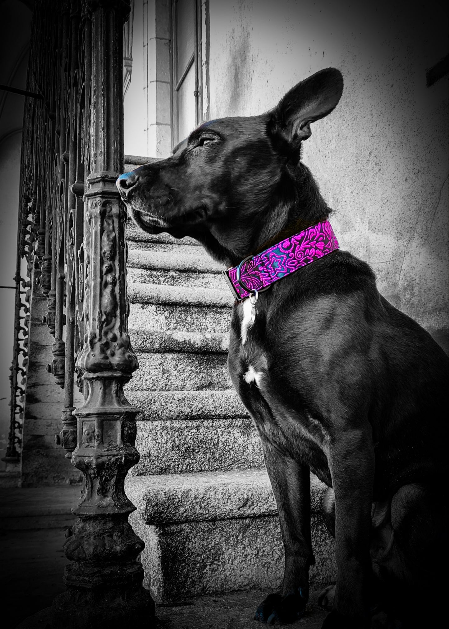 Collier pour chien : Alice
