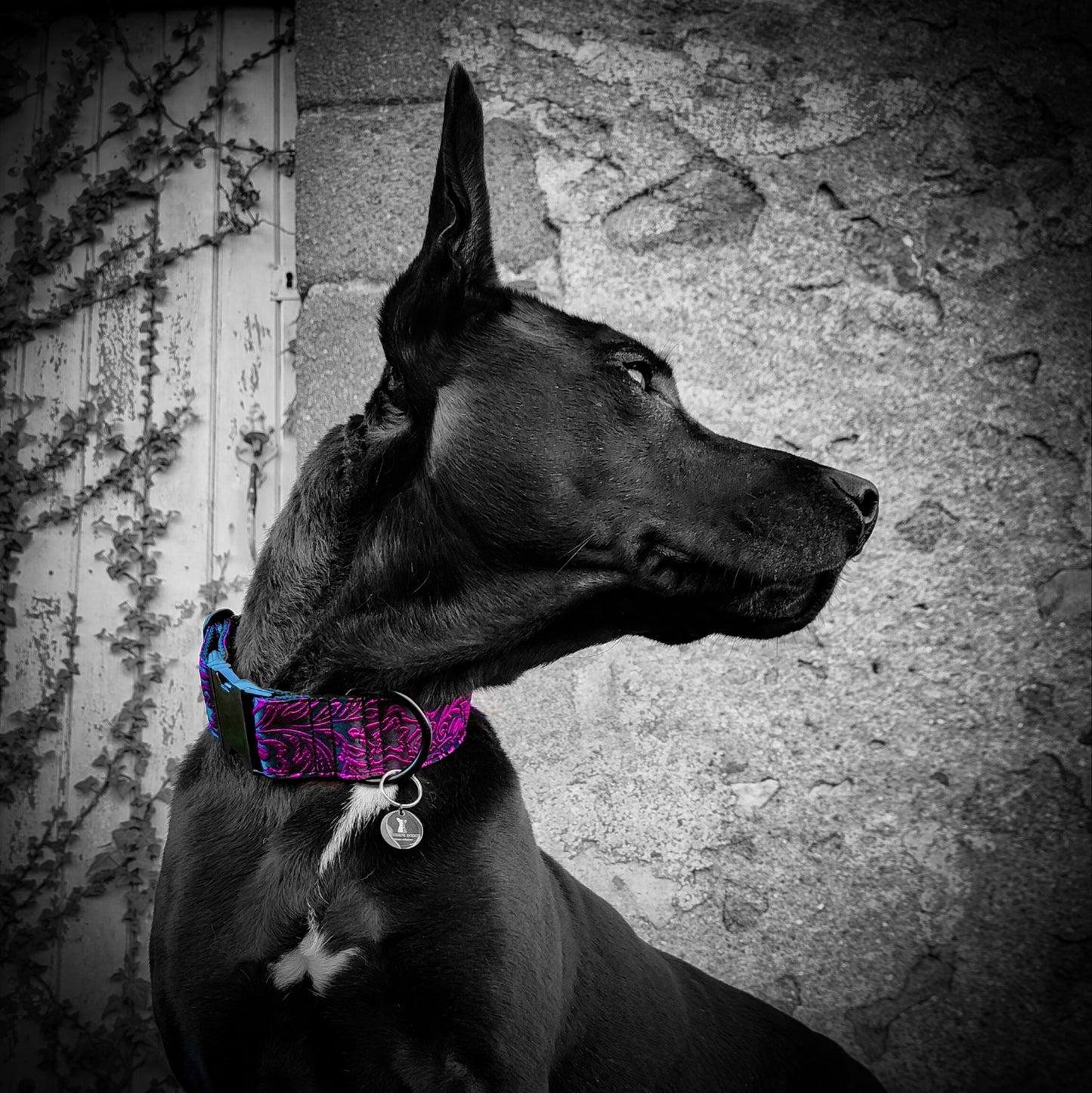 Collier pour chien : Alice