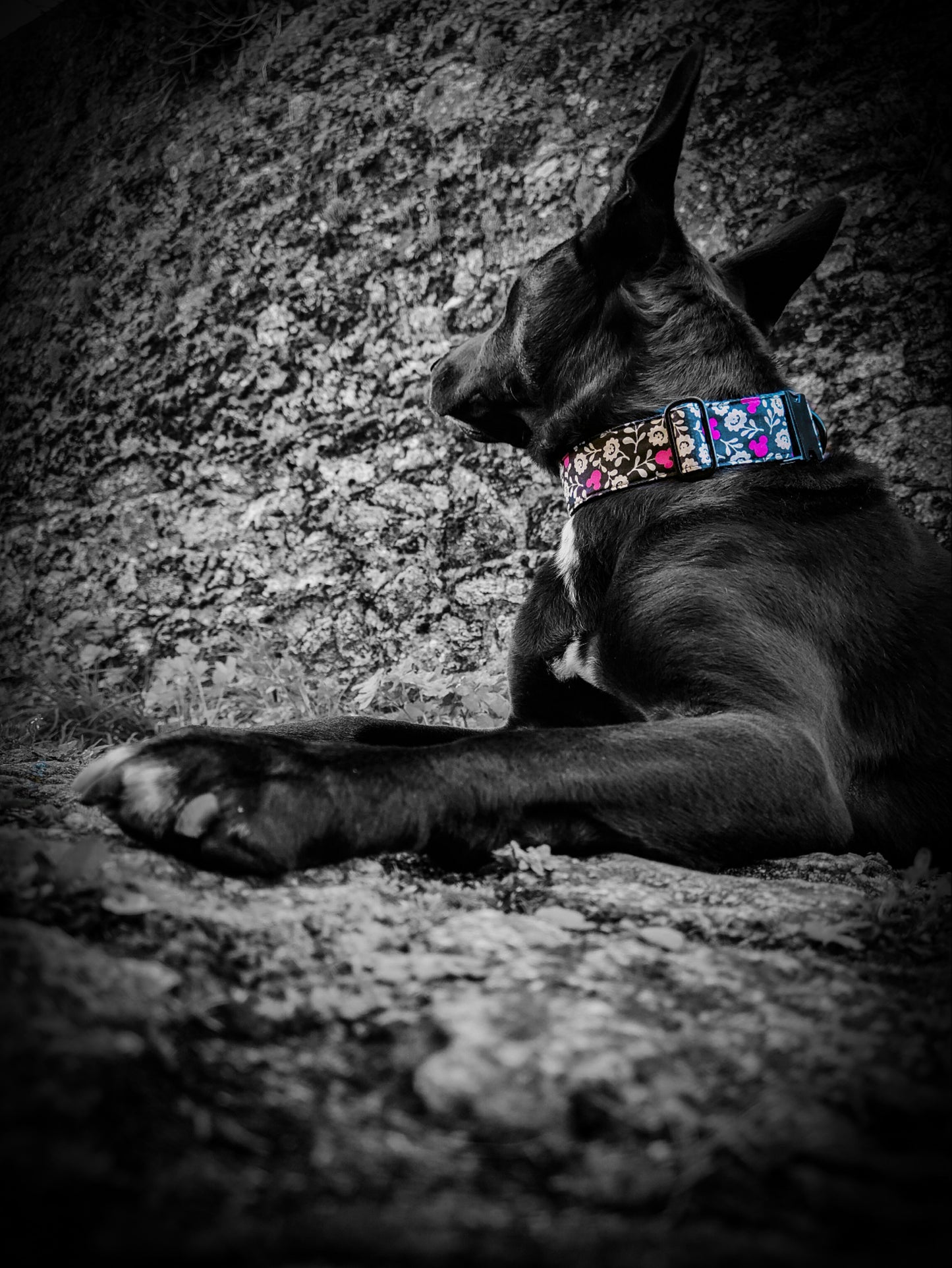 Collier pour chien Pink Flowers