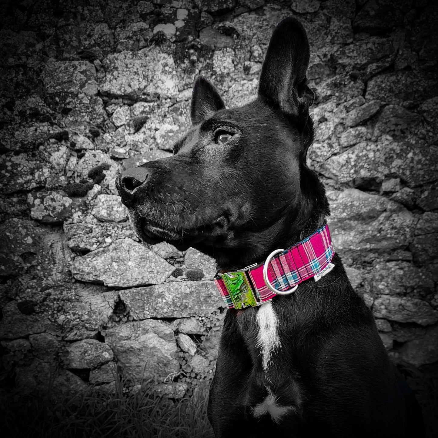 Collier pour chien : tartan rouge