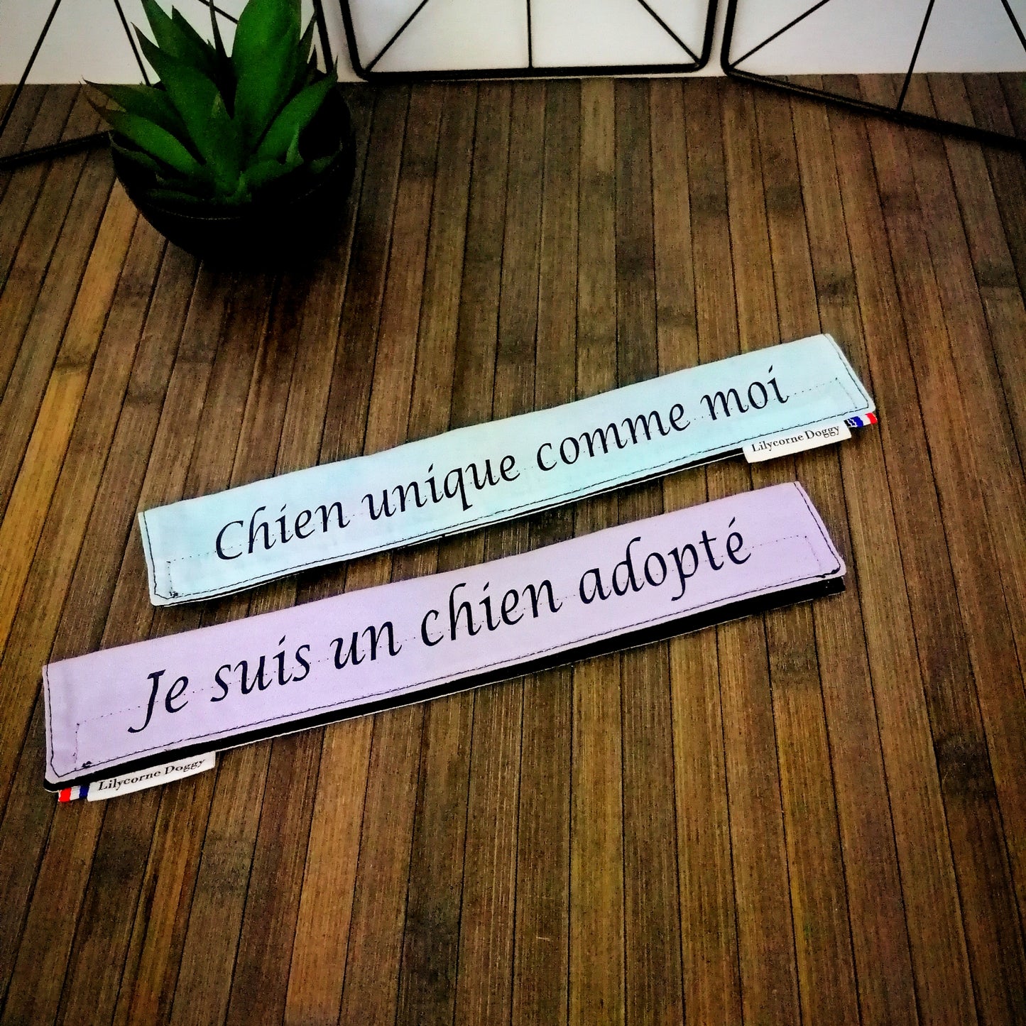 chien manchon de laisse manchette canicode besoin d'espace