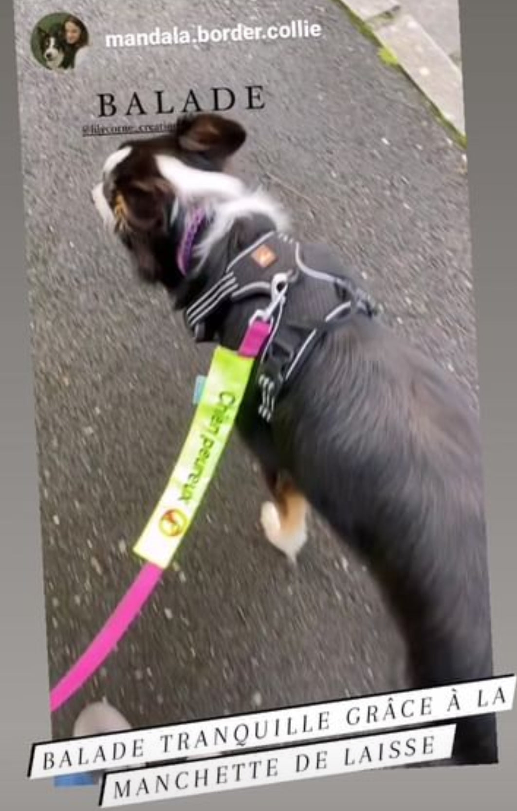 Manchette CHIEN PEUREUX