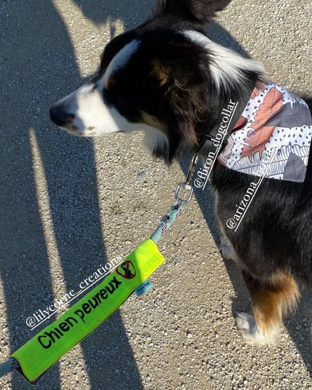 Manchette CHIEN PEUREUX