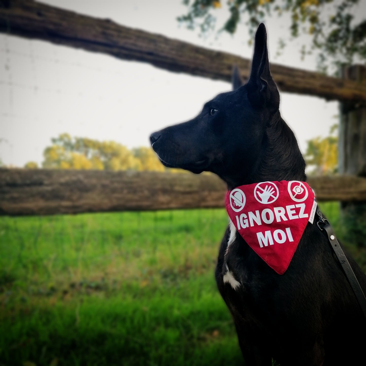 Manchette de laisse : IGNOREZ-MOI