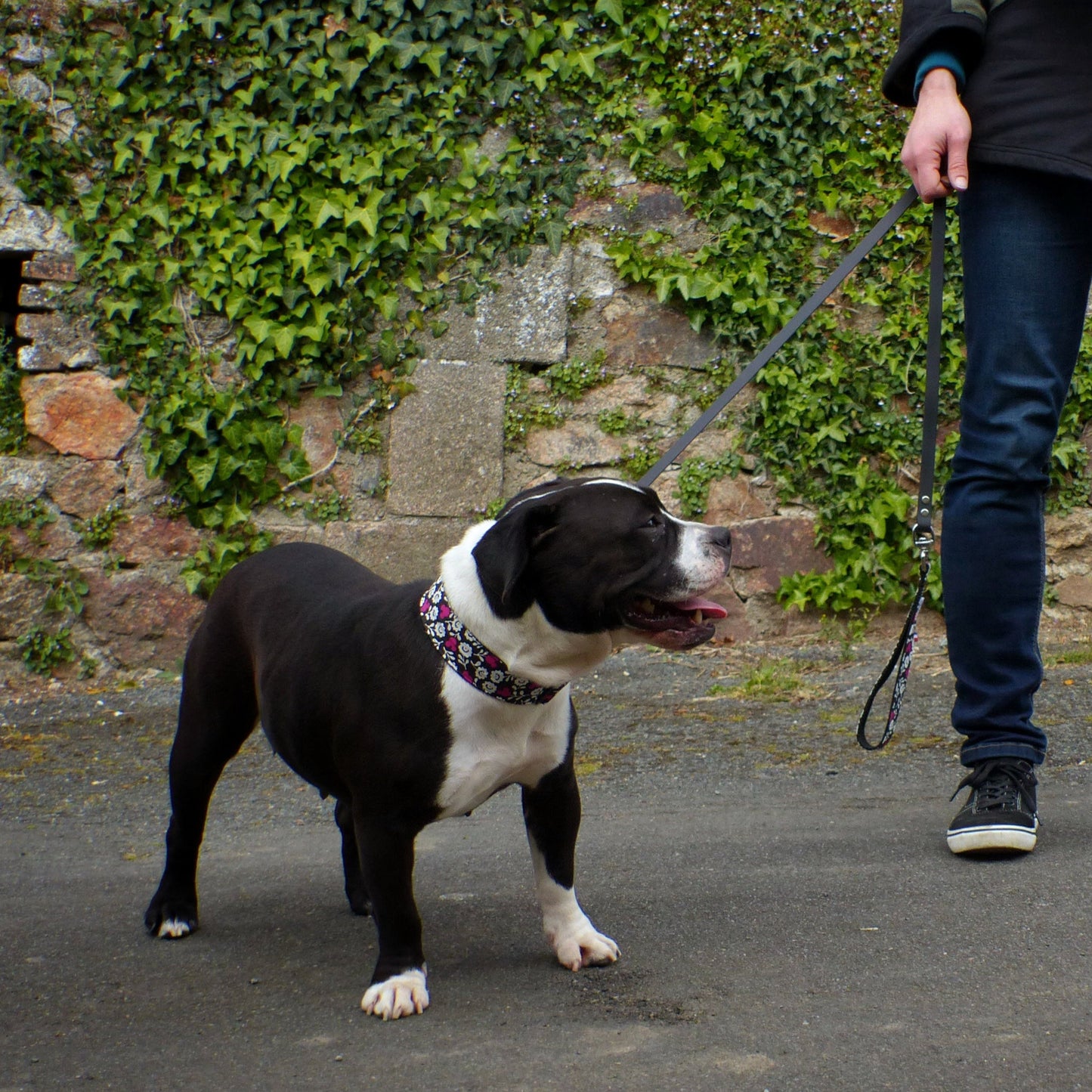 Chien de type bully avec un collier pour chien noir et blanc et des mickey fushia. Il porte également une laisse en type biothane noir avec une poigné motif mickey et fleur noir et blanches