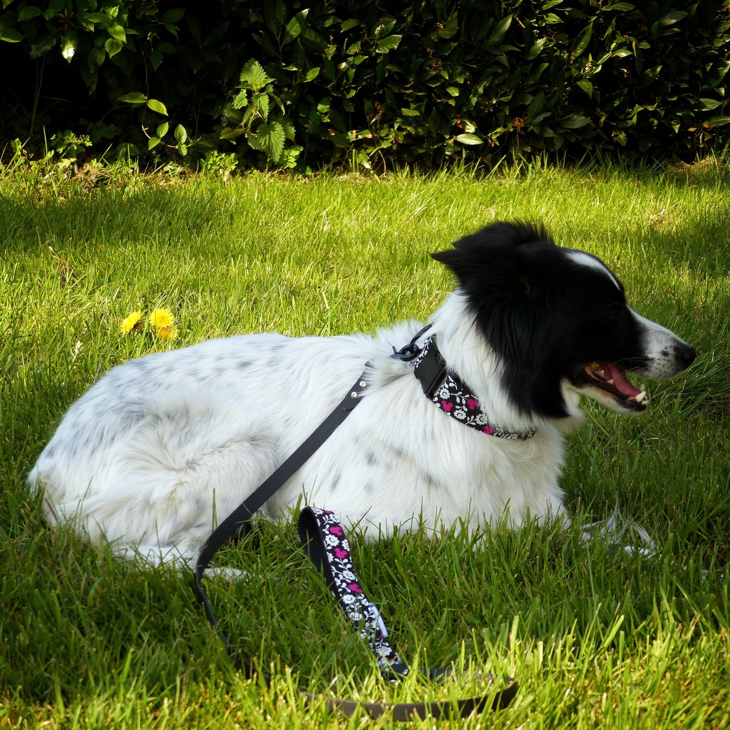 Border Collie portant un collier noir et blanc orné de motifs fleurs et Mickey rose. La laisse en biothane assortie complète le look floral et rose de ce charmant chien