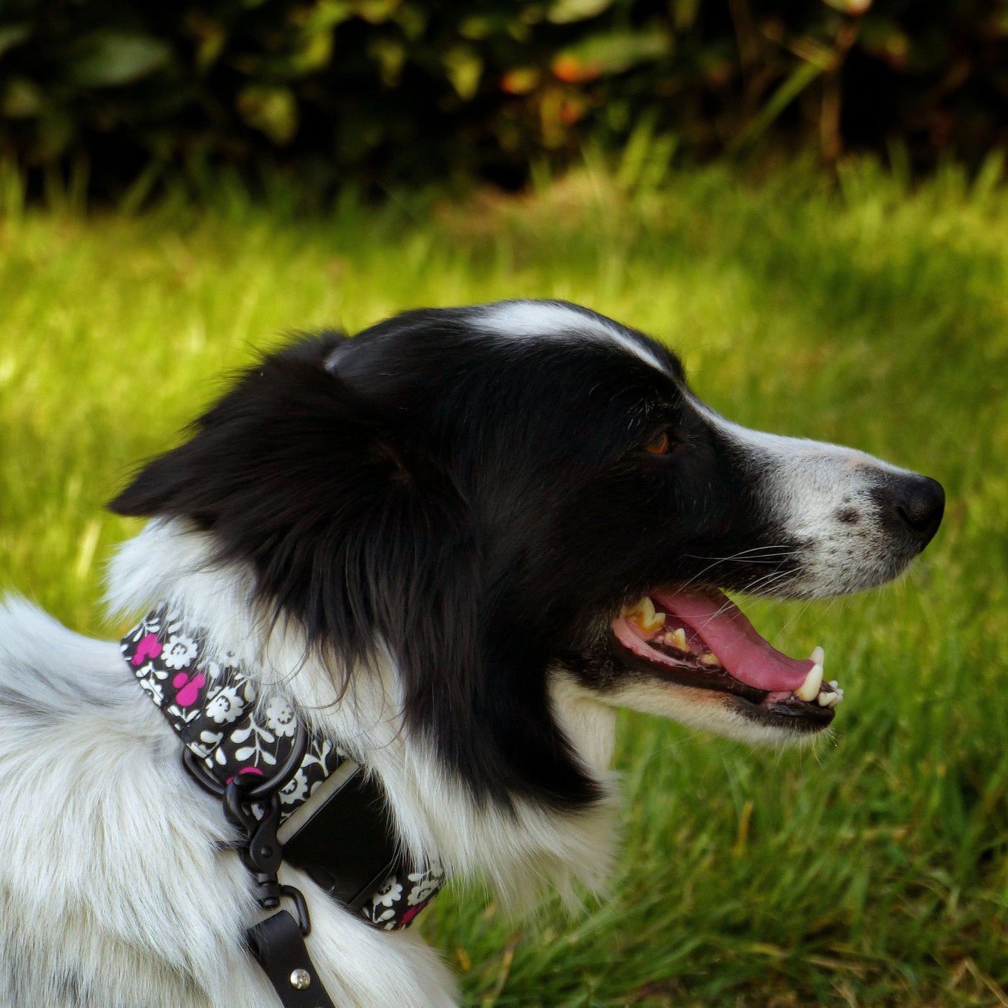 Admirez ce charmant Border Collie, élégamment paré d'un collier noir et blanc agrémenté de motifs fleurs et d'un adorable Mickey rose. La laisse assortie en biothane ajoute la touche finale à son look floral et rose, alliant style et fonctionnalité pour des promenades enchanteresses avec votre fidèle compagnon canin.