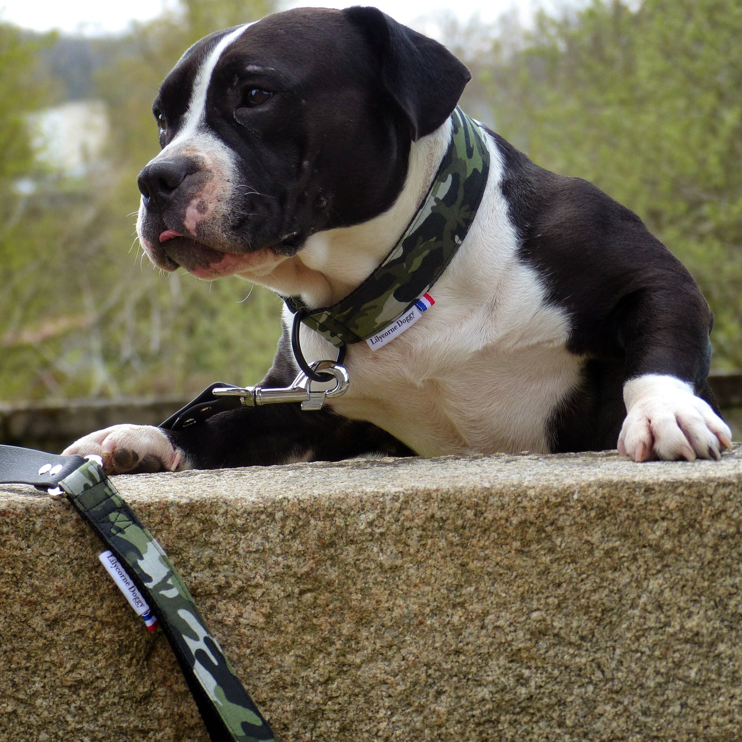 Collier pour chien : Militaire camouflage