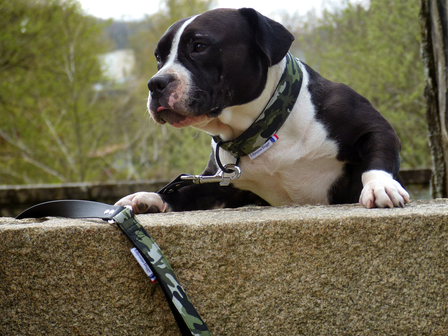 Laisse pour chien : Camouflage militaire