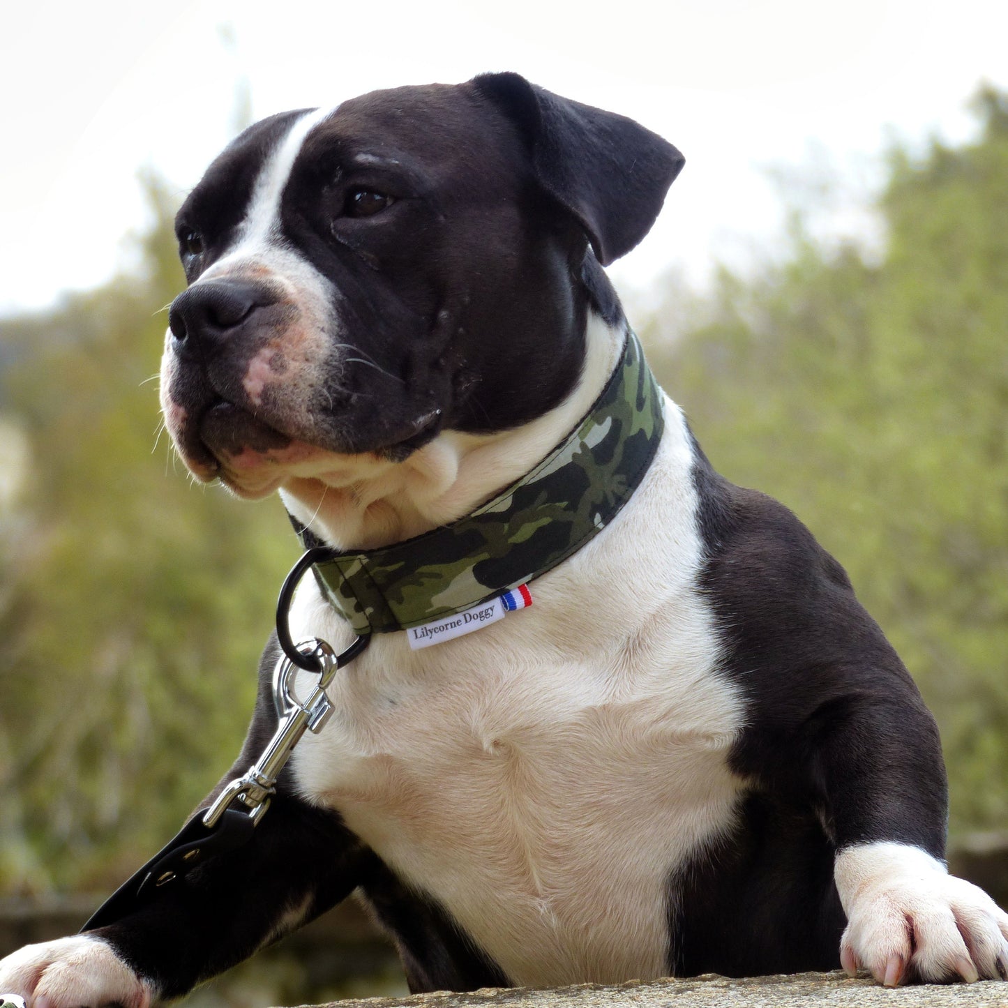 Collier pour chien : Militaire camouflage