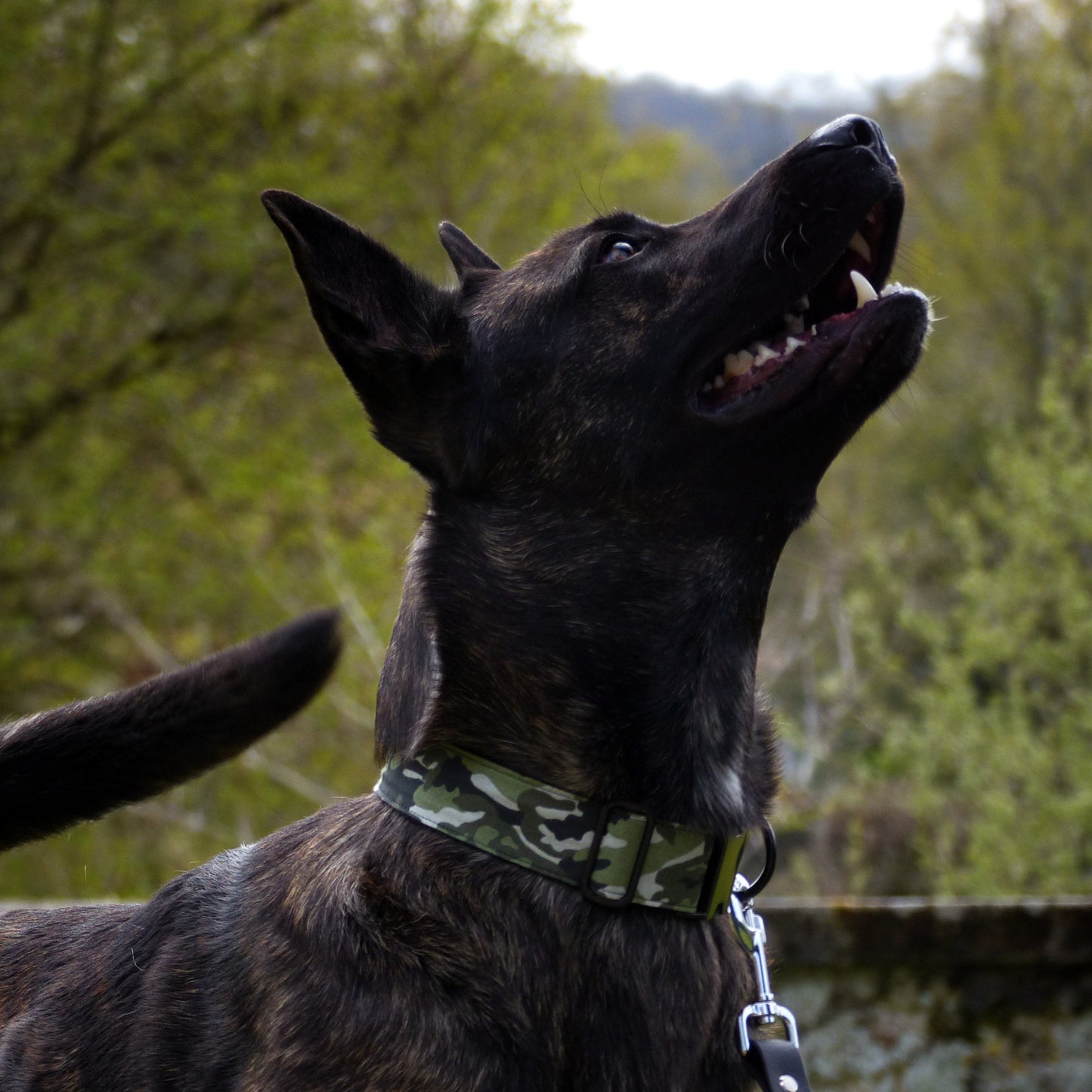 Collier pour chien : Militaire camouflage