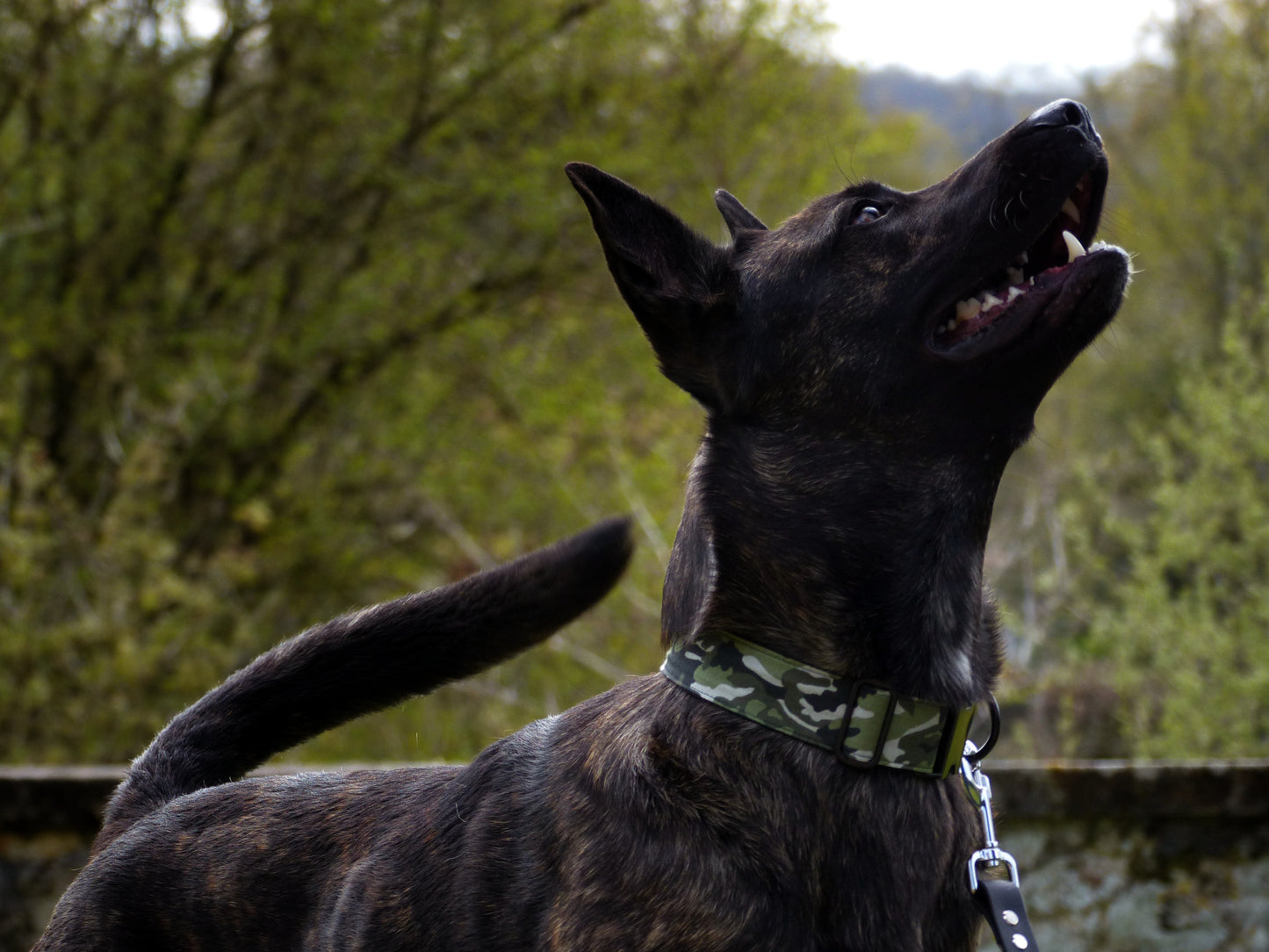 Laisse pour chien : Camouflage militaire