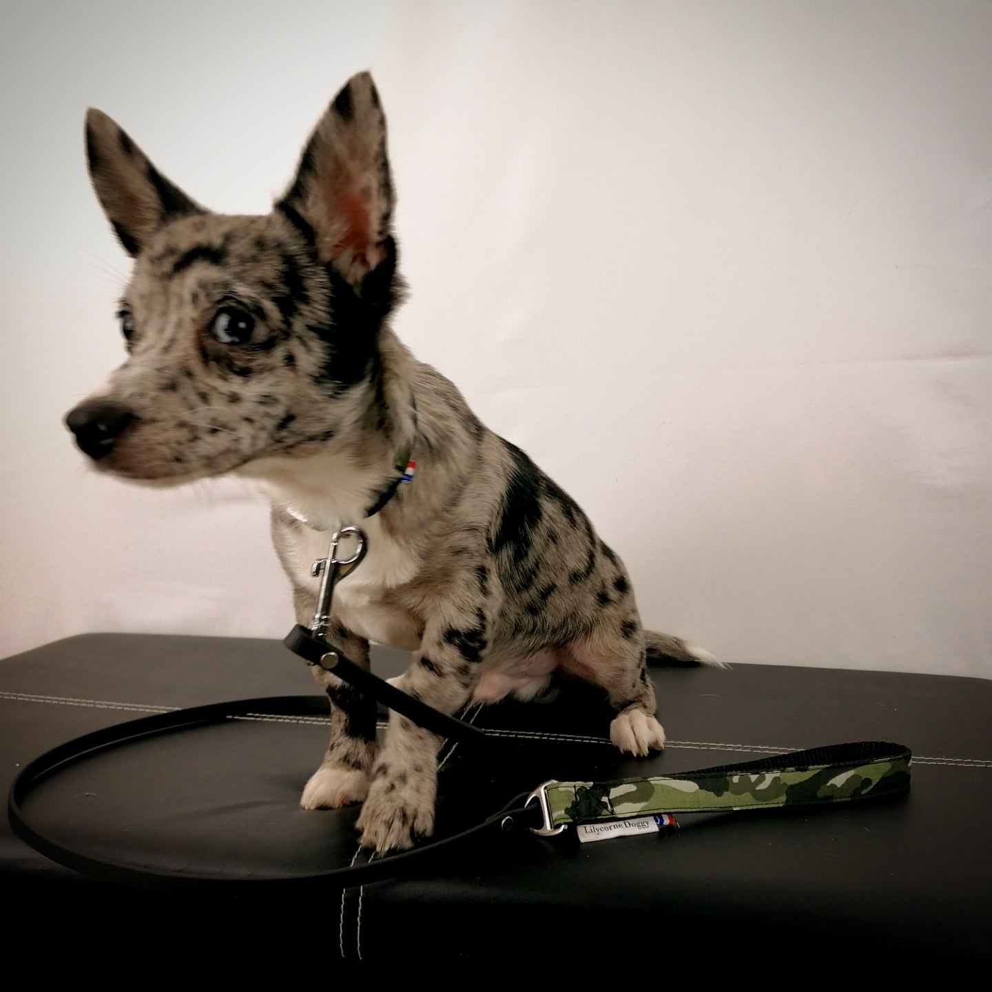 Laisse pour chien : Camouflage militaire