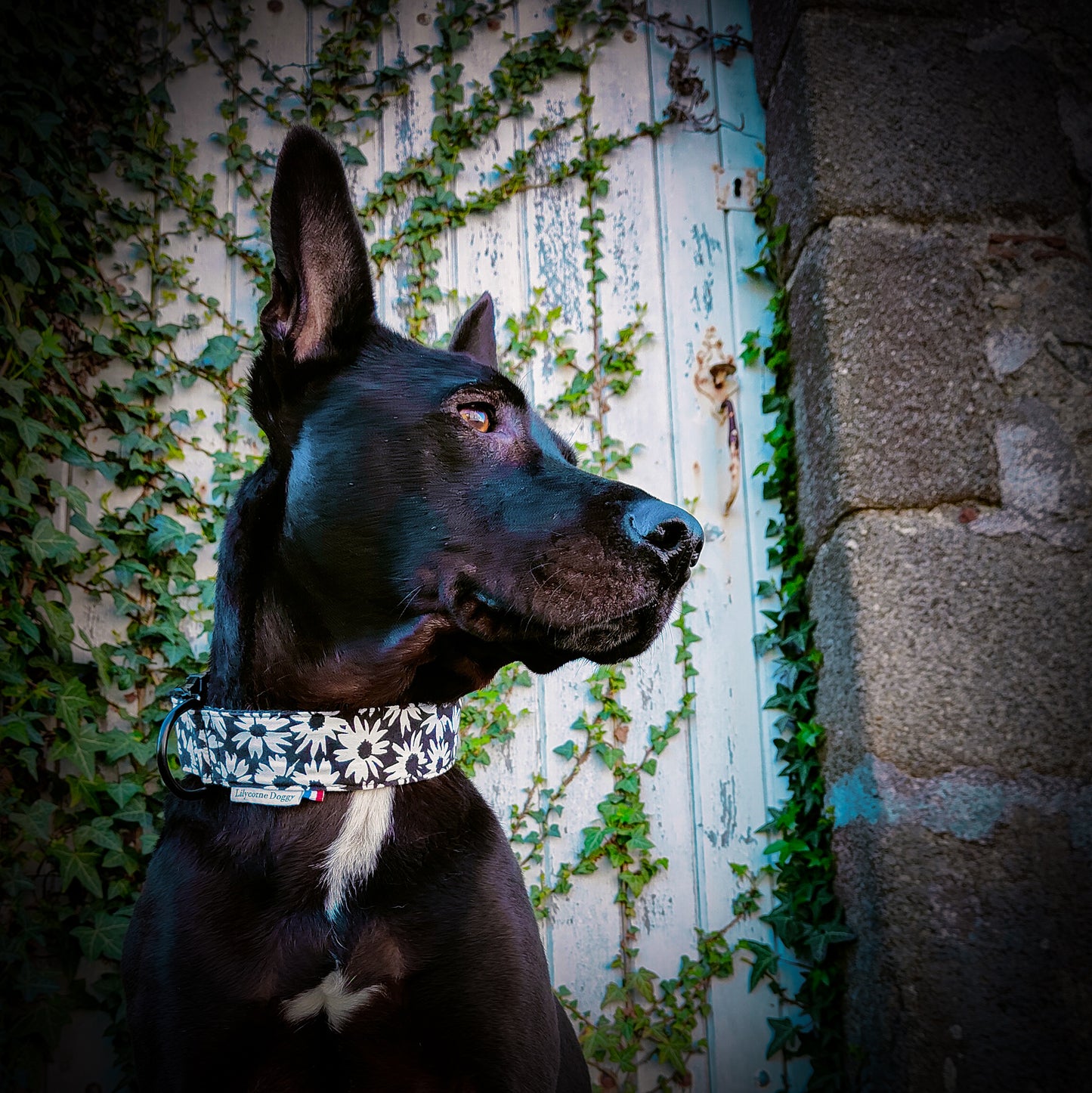 photo d'un malinois noir portant un collier pour chien motif à fleur. Le tissu est composé de marguerites noir et blanches sur fond noir. Ce collier est fabriqué en France à Mauleon vers le puy du fou
