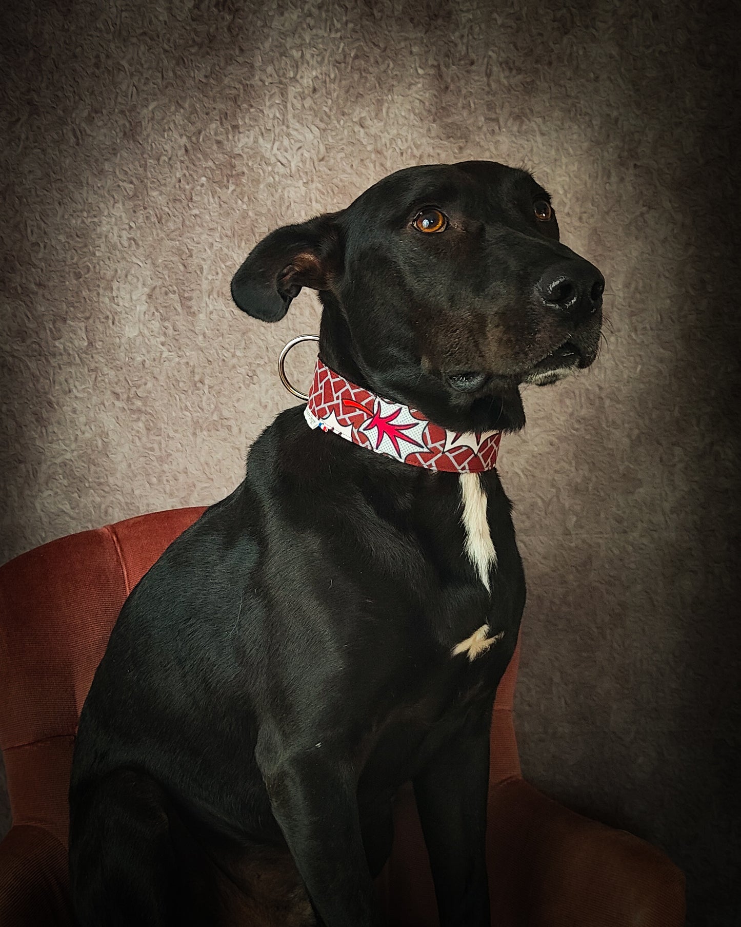 collier pour chien réglable rouge et feuille d'érable. Un collier de chien idéal pour l'automne.