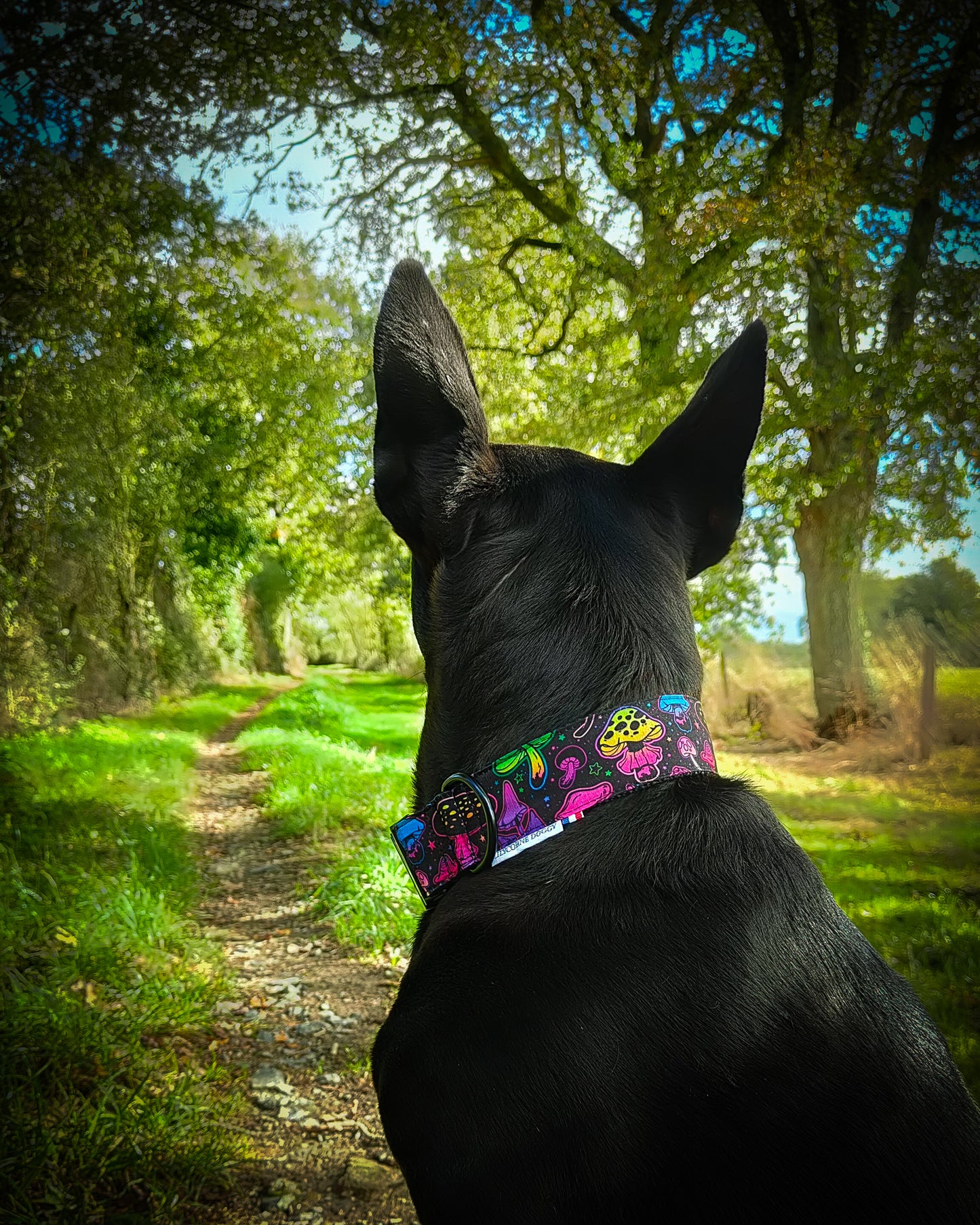 Collier pour chien atypique champignons fluos