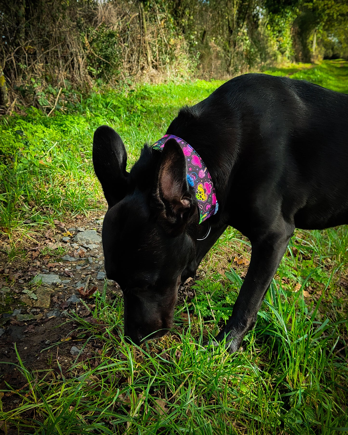 Collier pour chien atypique champignons fluos